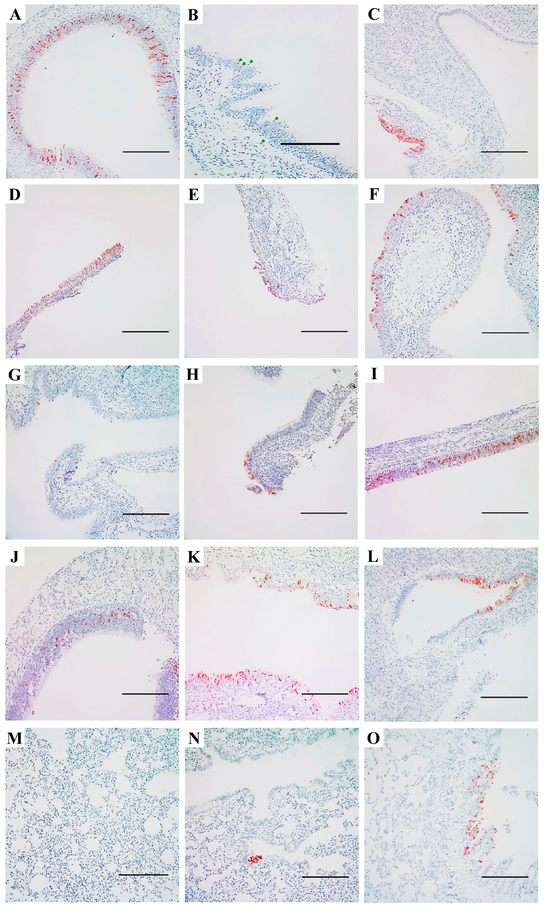 Viruses 17 00495 g005