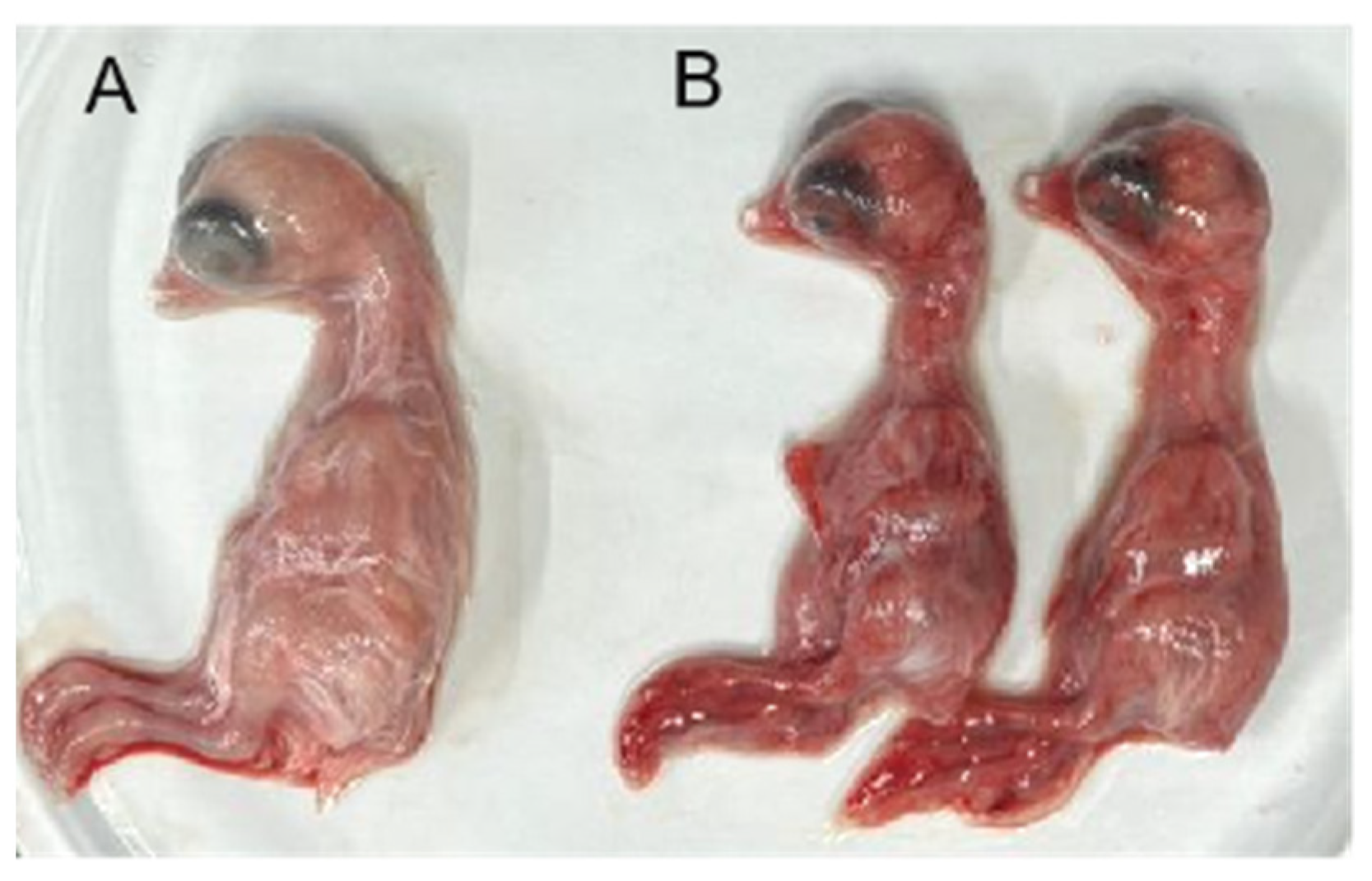 Viruses 17 00499 g010