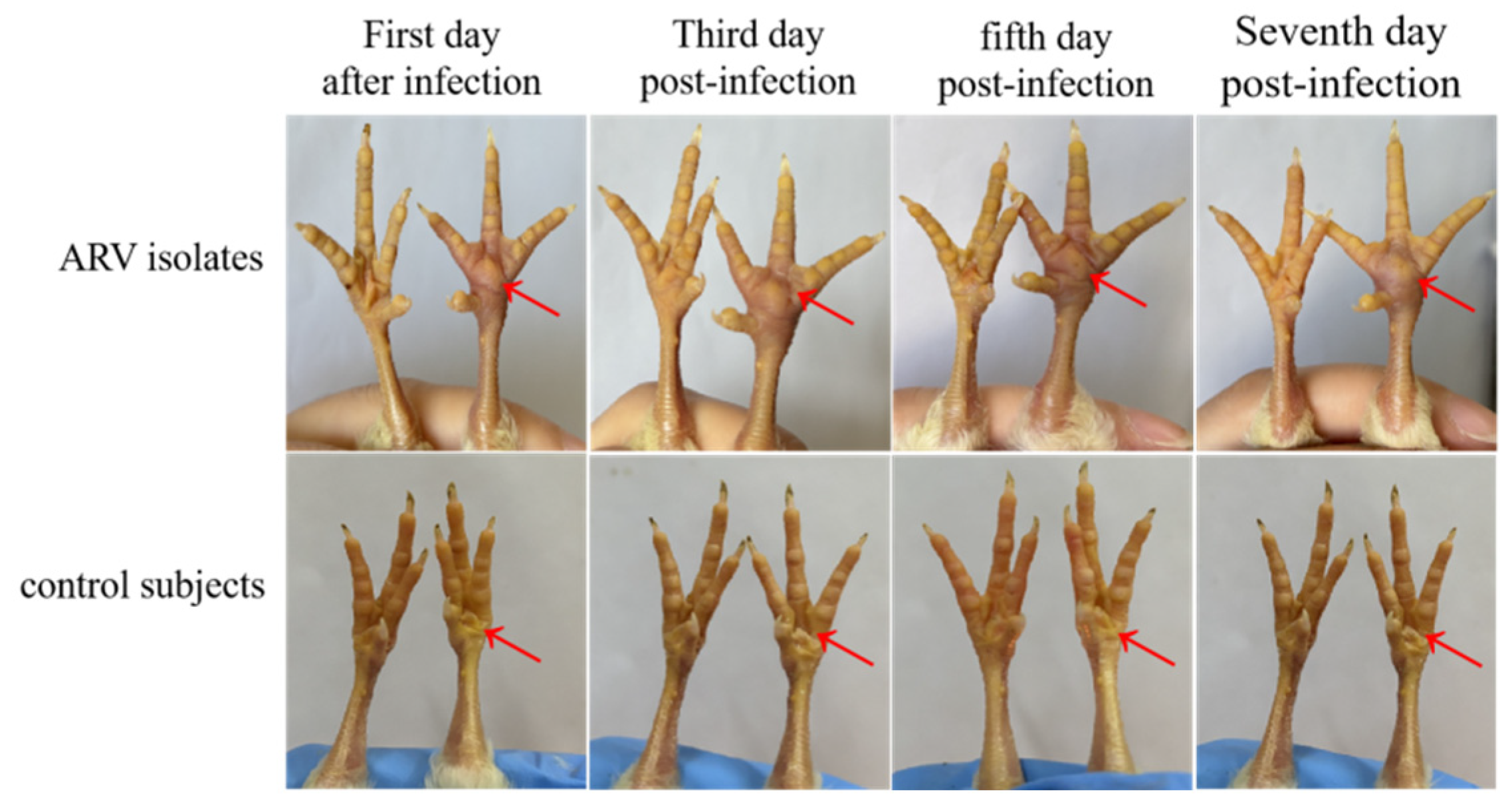 Viruses 17 00499 g011