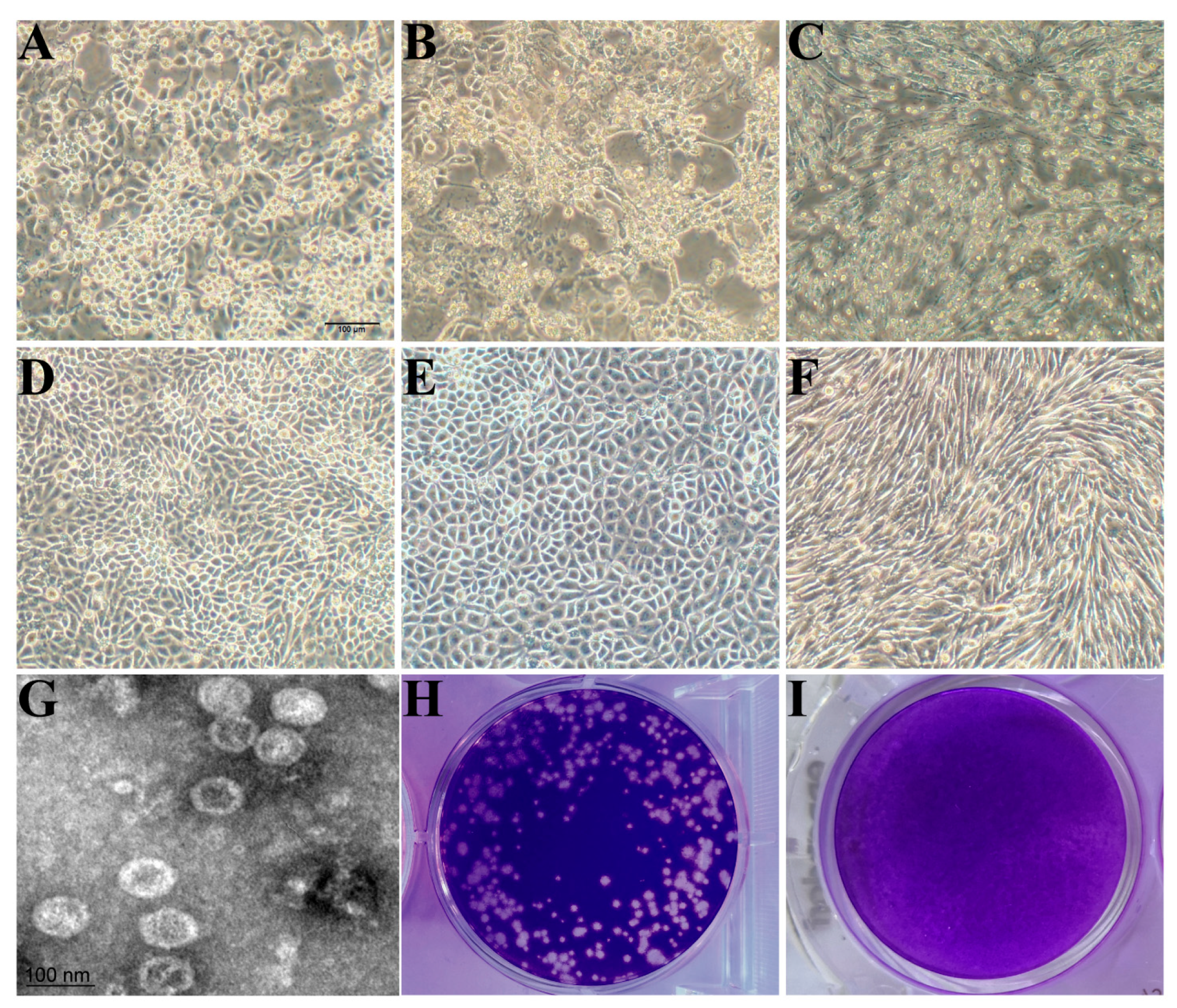 Viruses 17 00505 g001