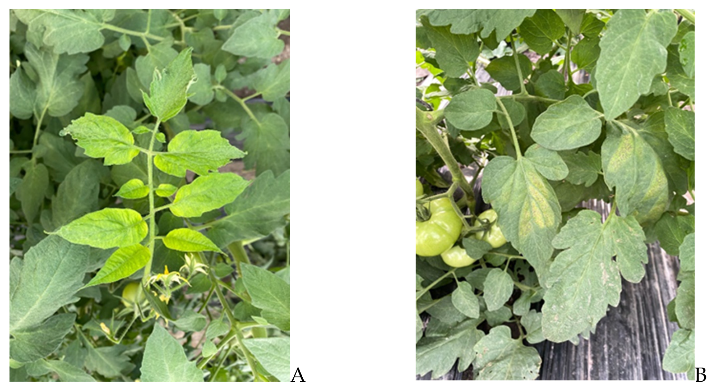 Viruses 17 00533 g002