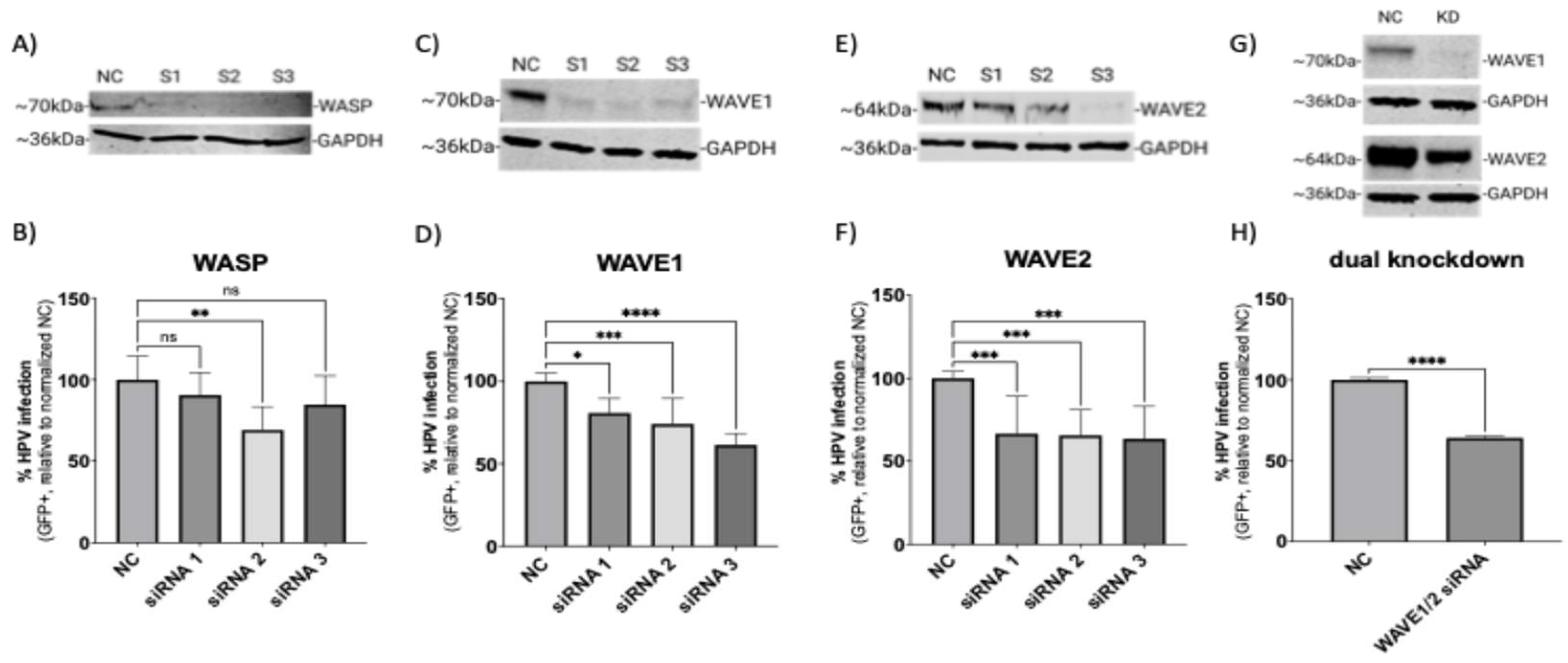 Viruses 17 00542 g001