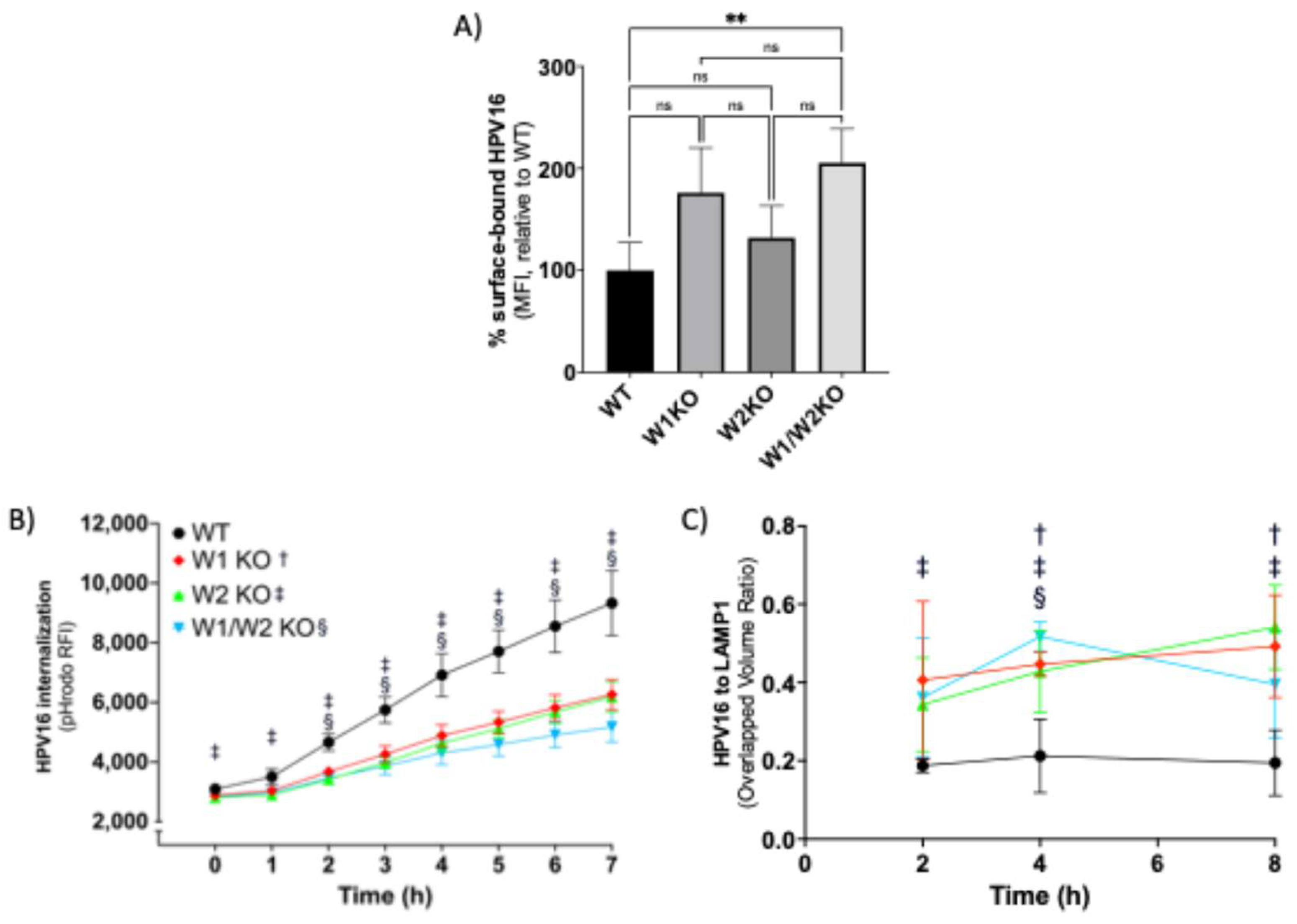 Viruses 17 00542 g004