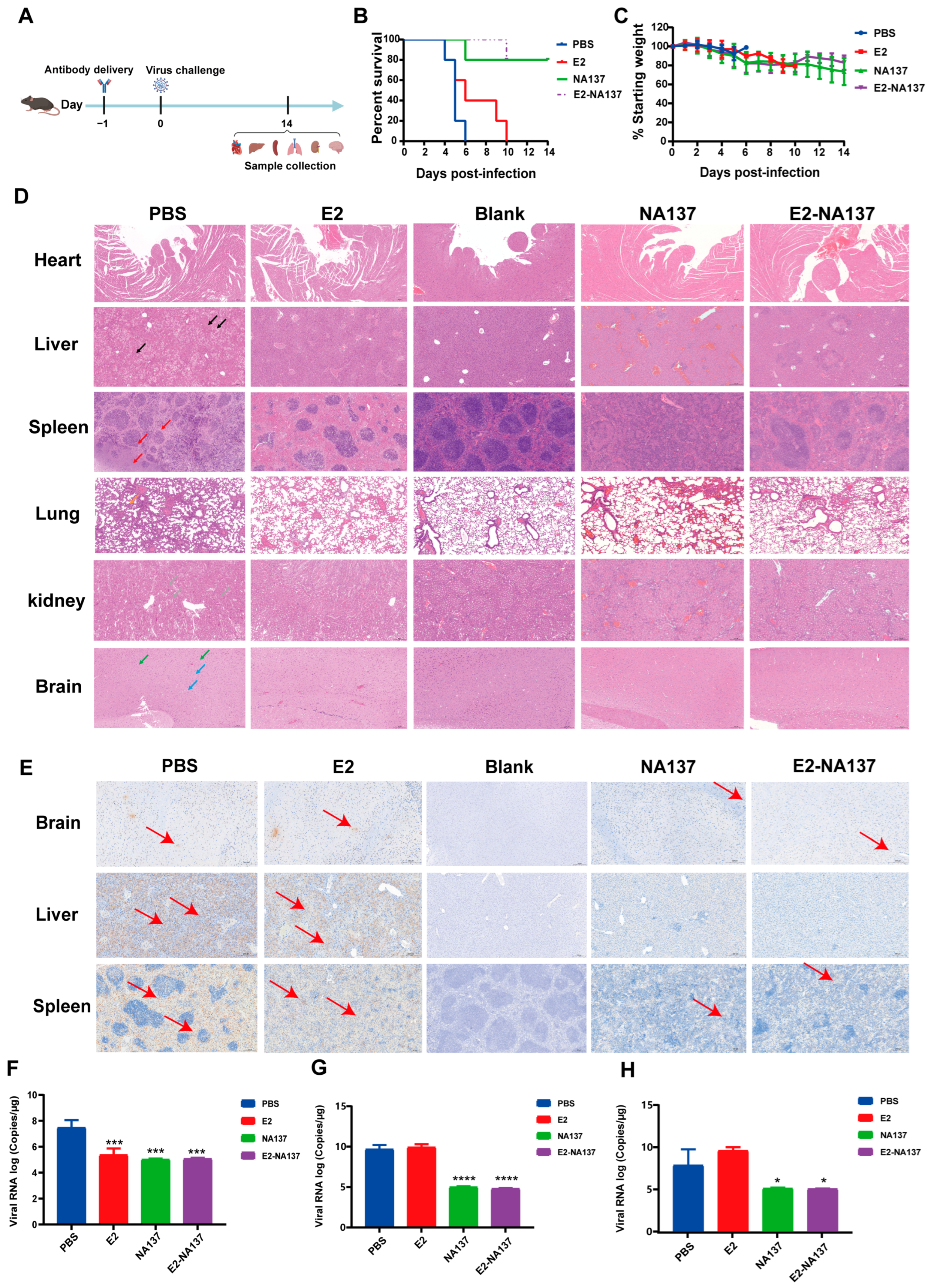 Viruses 17 00559 g004