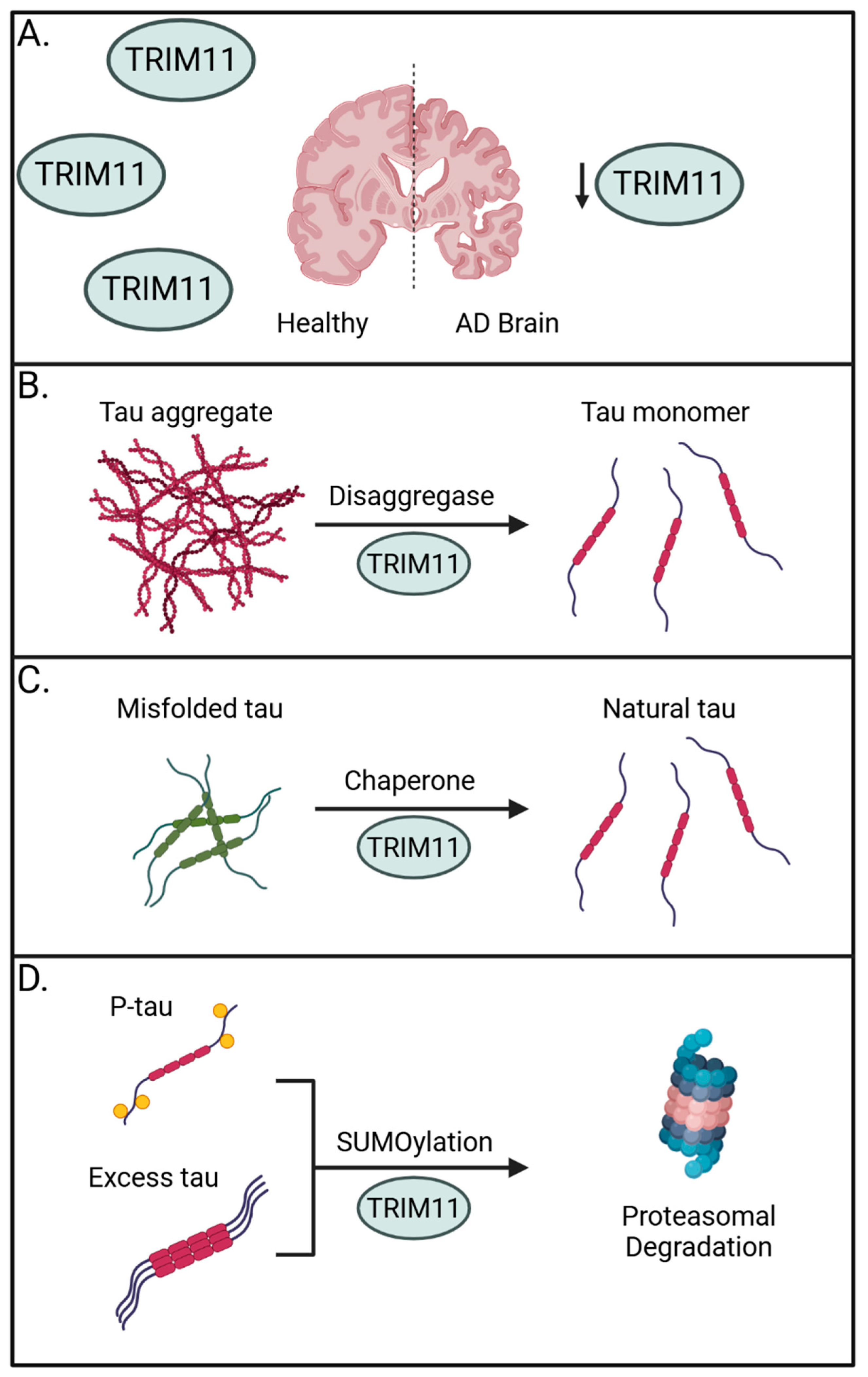 Viruses 17 00562 g001