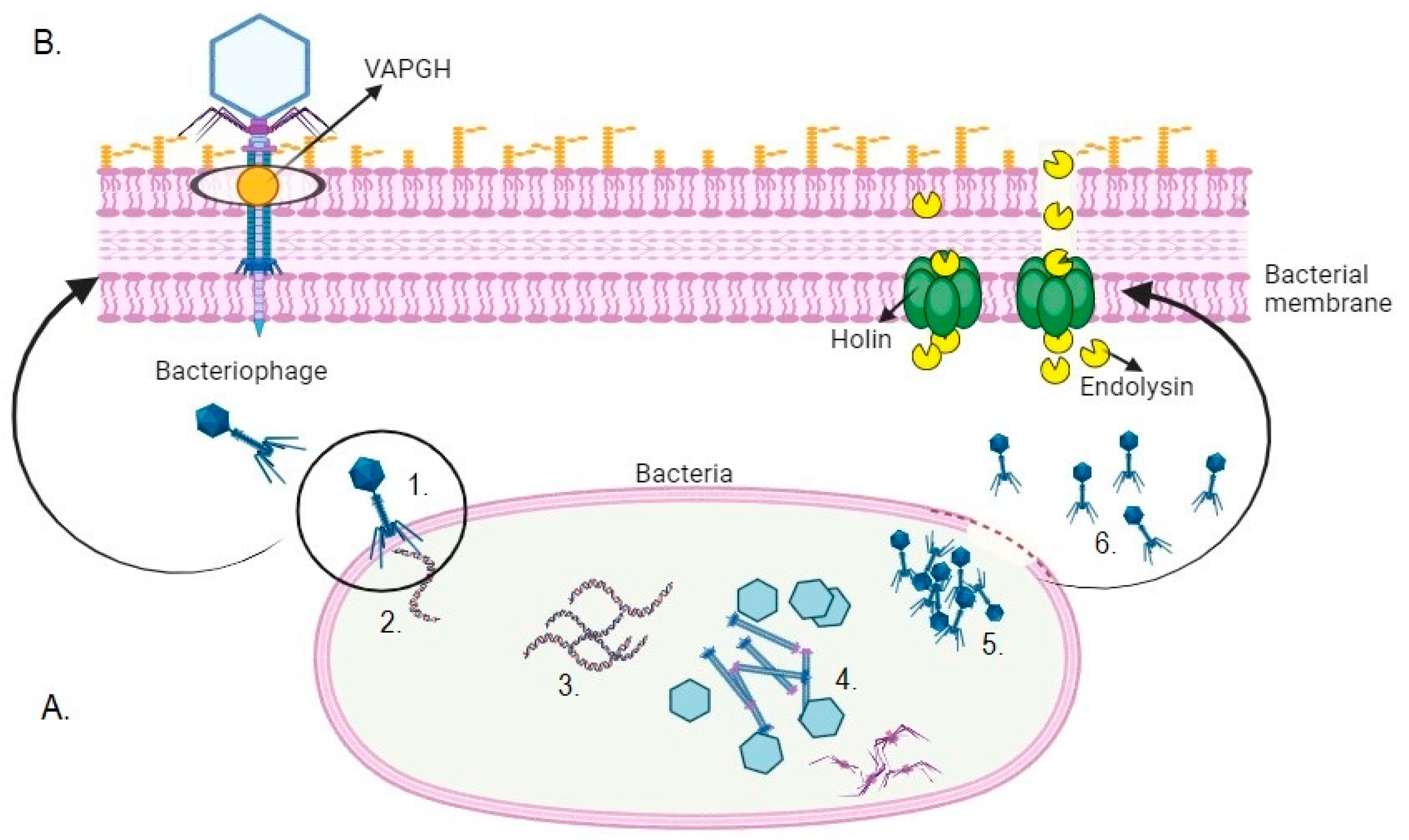 Viruses 17 00564 g001 Viruses 17 00564 g001
