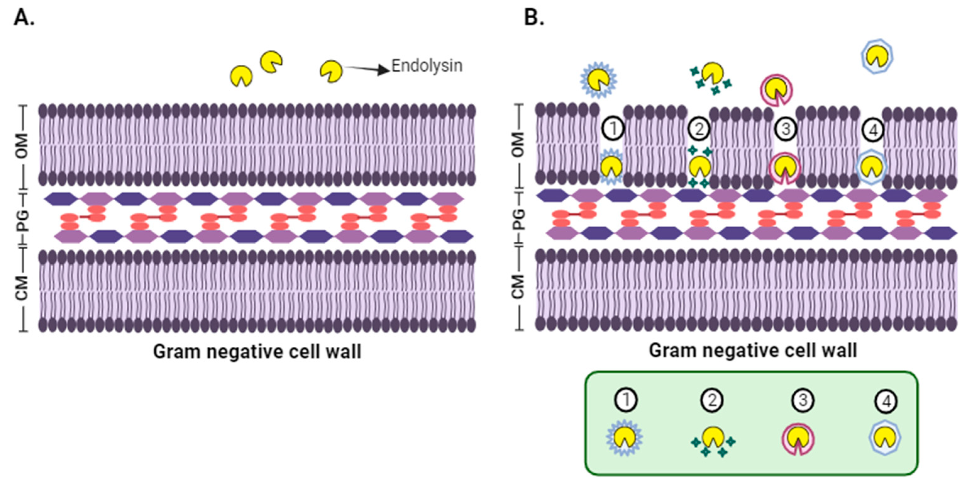 Viruses 17 00564 g003 Viruses 17 00564 g003