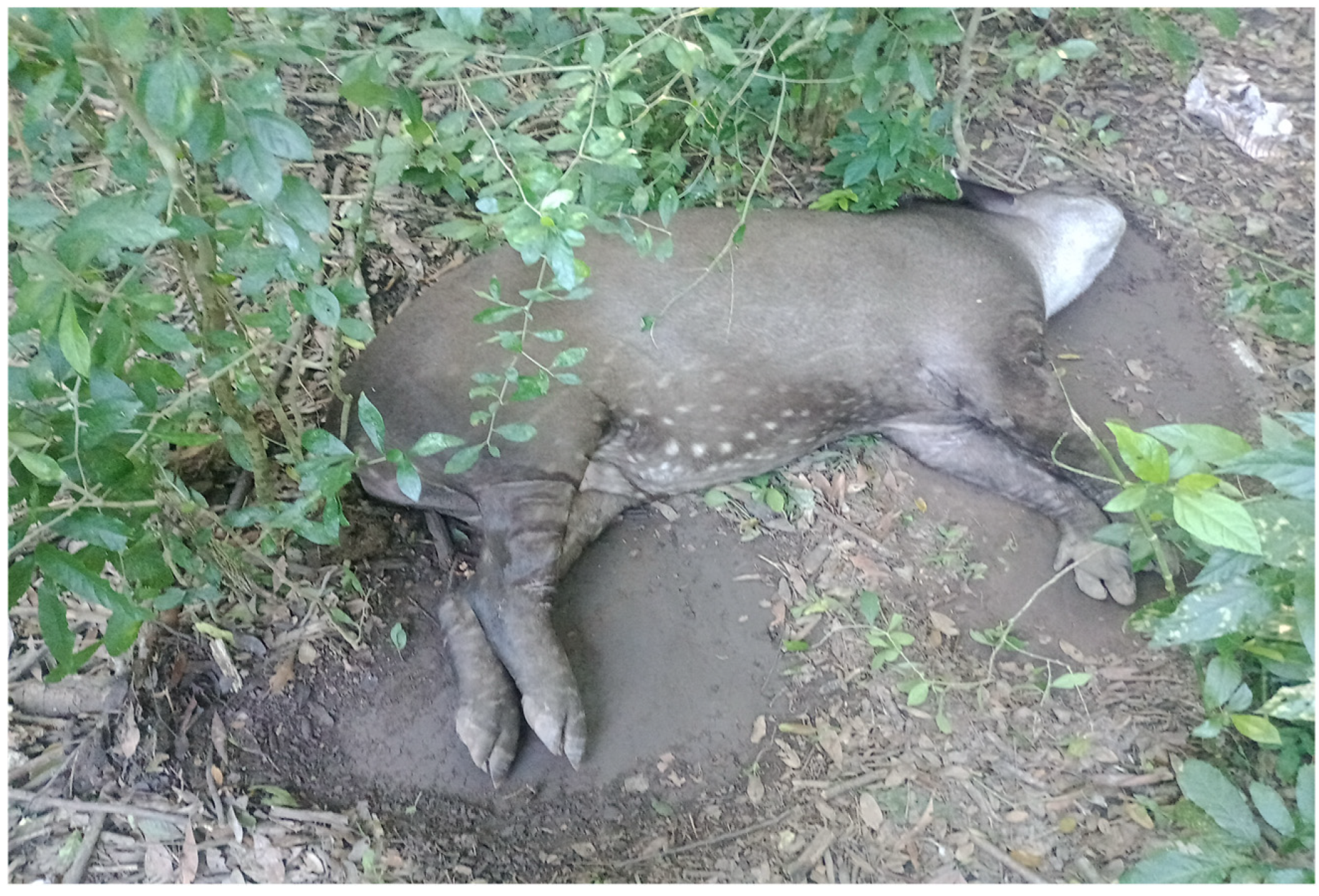 Viruses 17 00570 g002