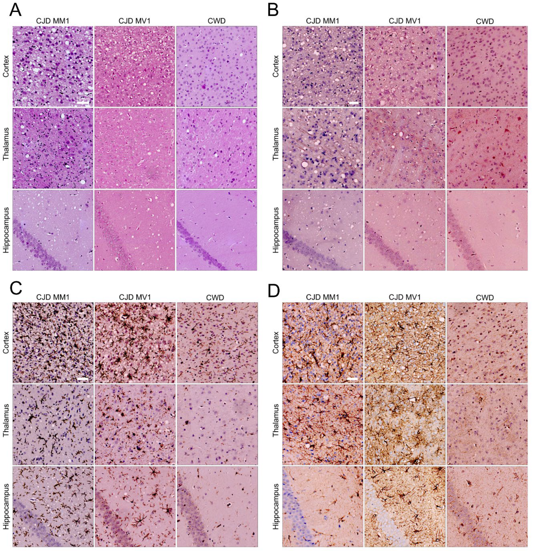 Viruses 17 00576 g003