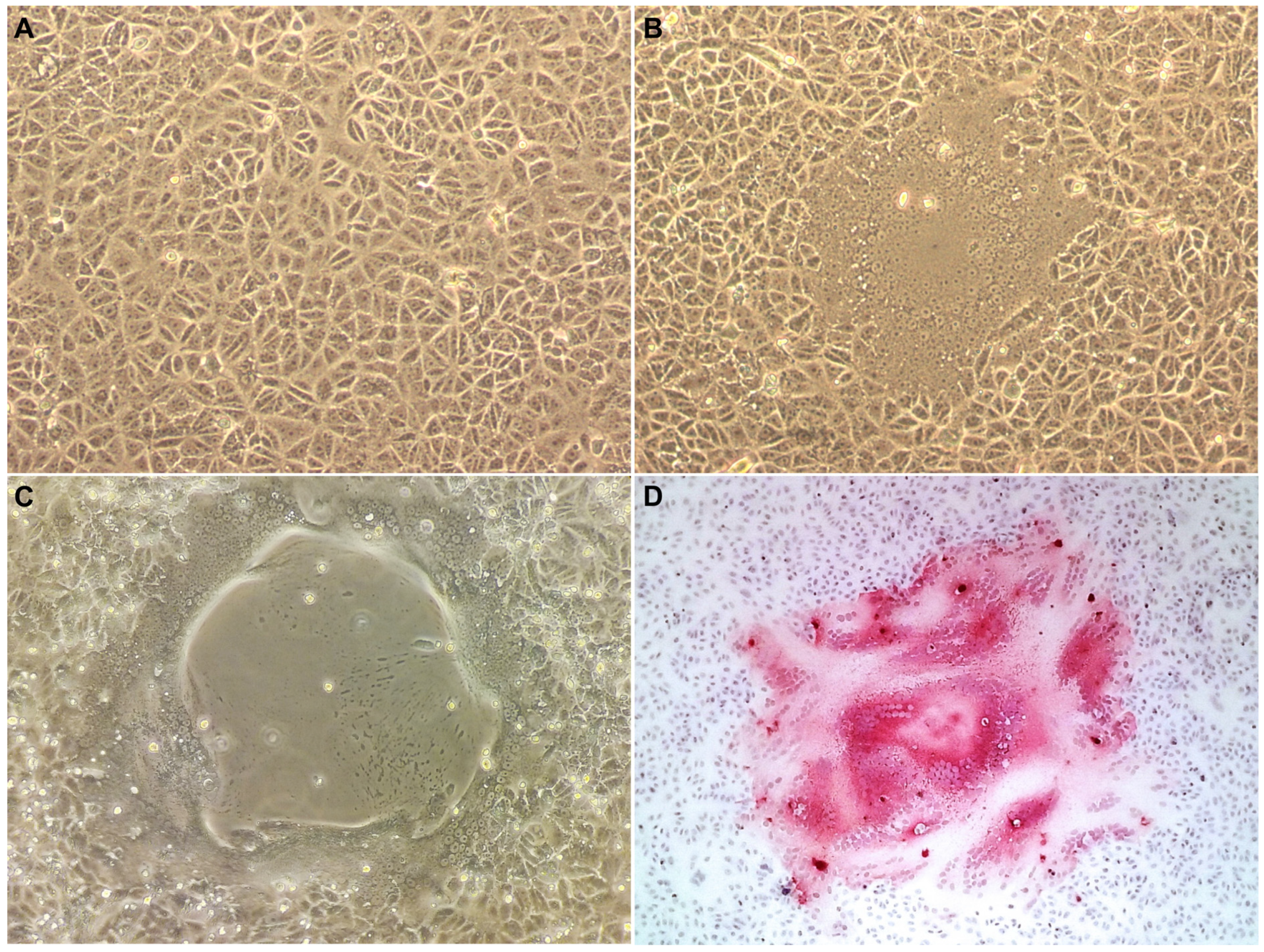 Viruses 17 00582 g001