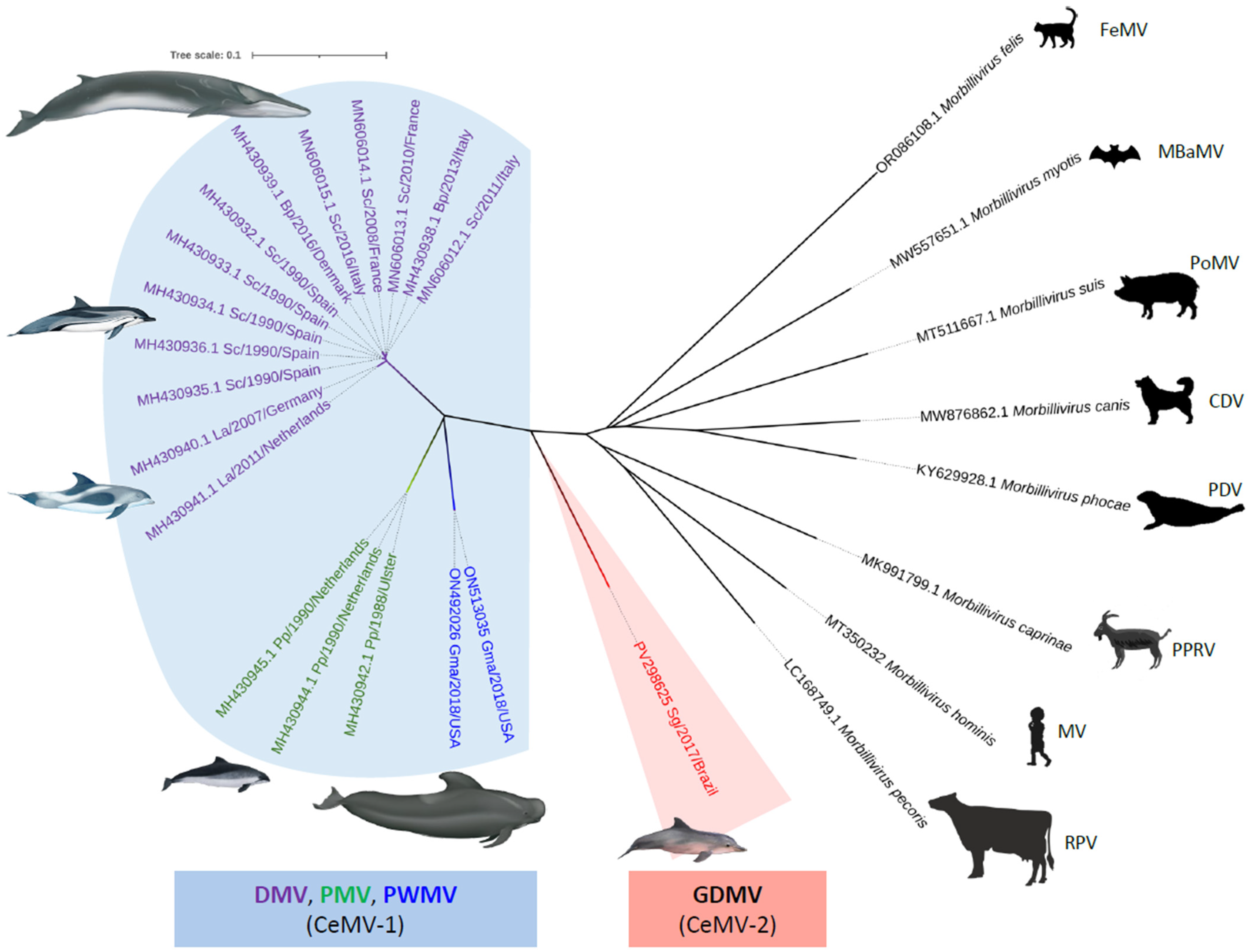 Viruses 17 00582 g002