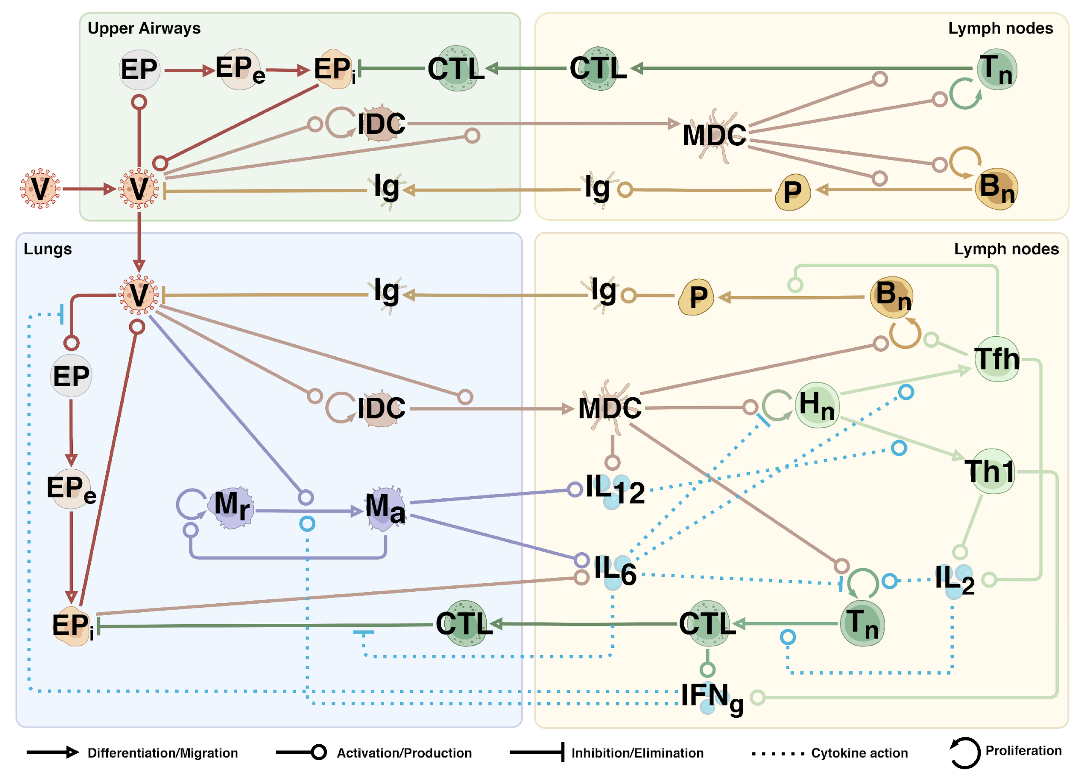 Viruses 17 00589 g001