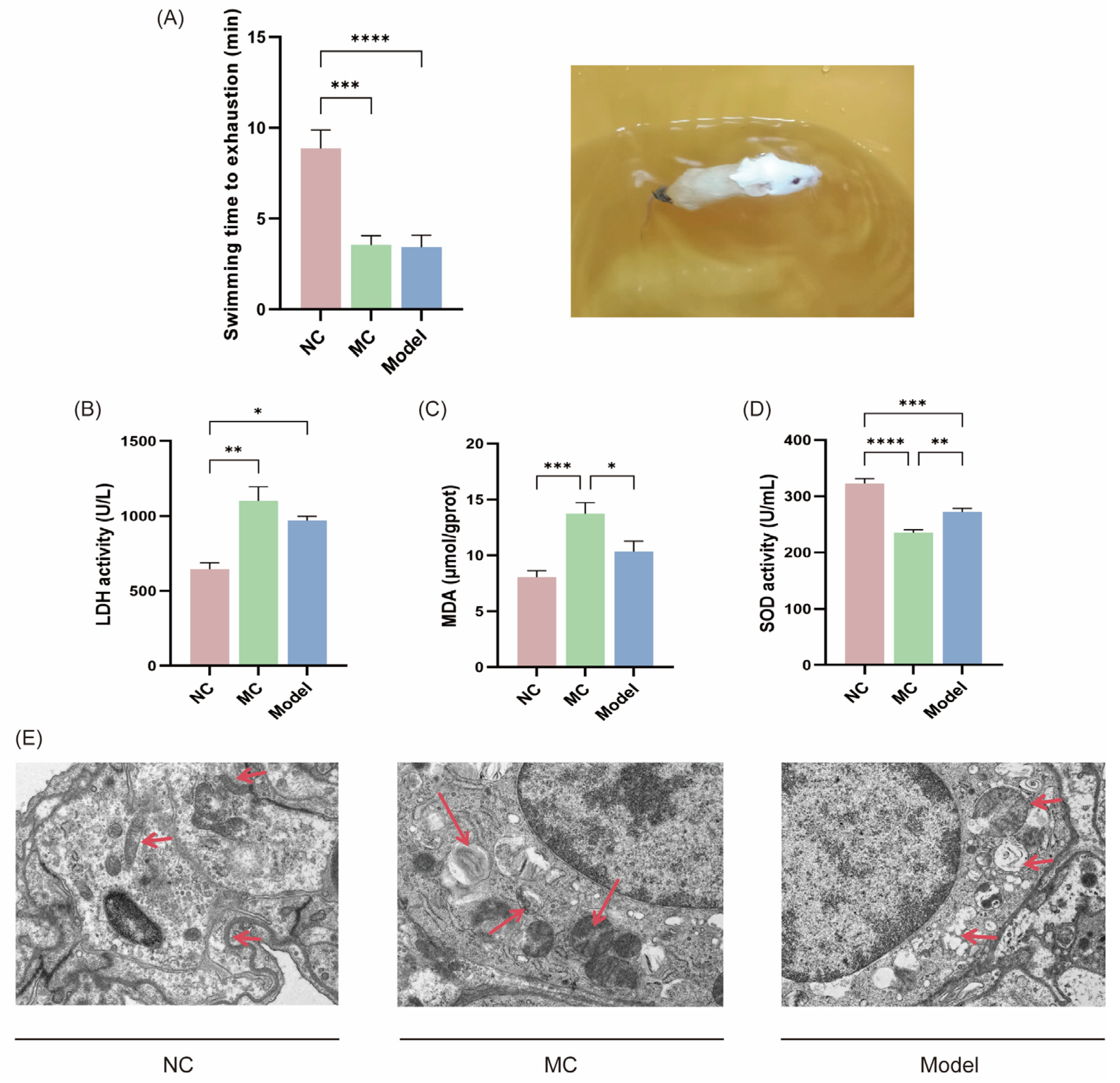 Viruses 17 00593 g004 Viruses 17 00593 g004