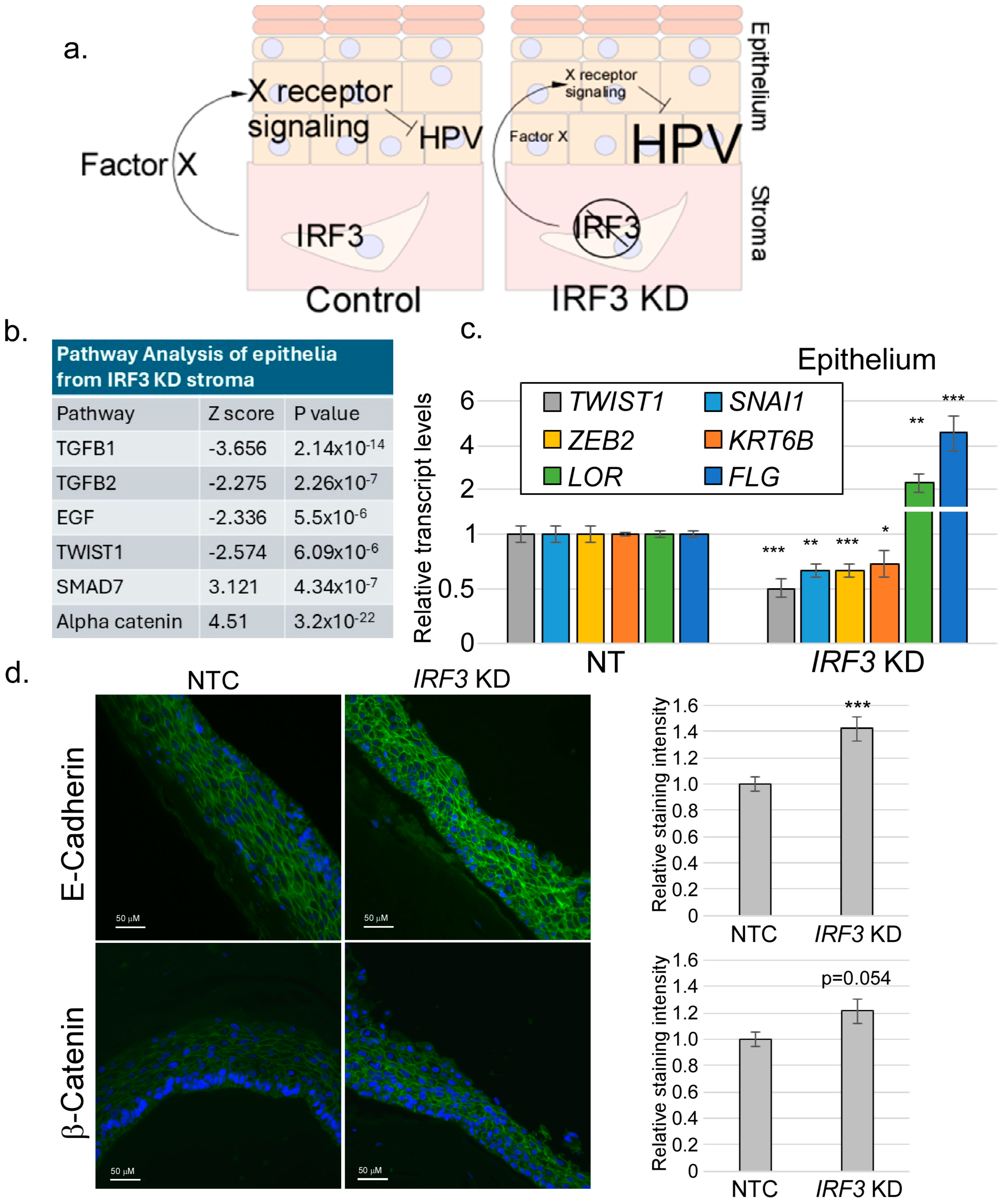 Viruses 17 00598 g002