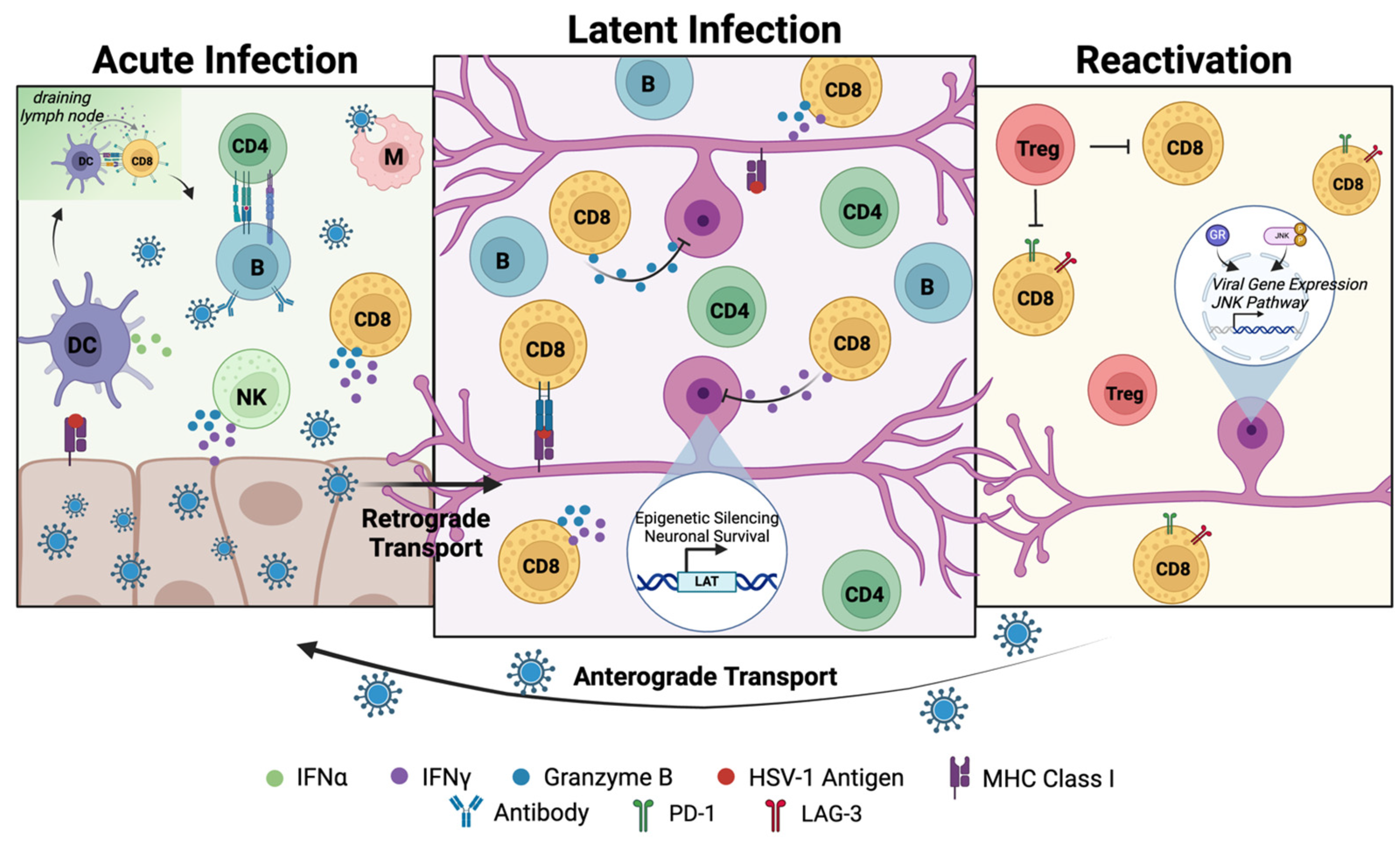 Viruses 17 00600 g002