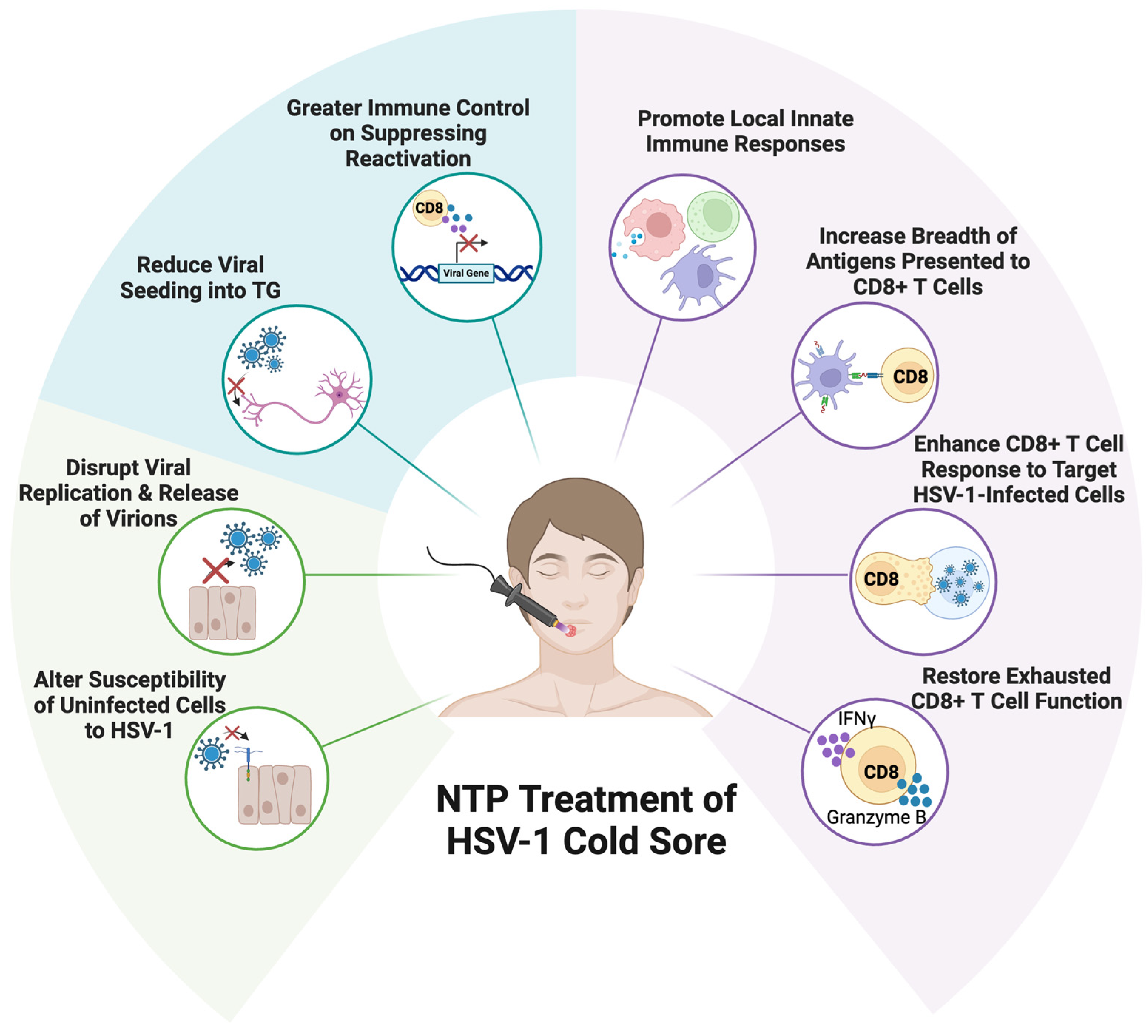Viruses 17 00600 g003