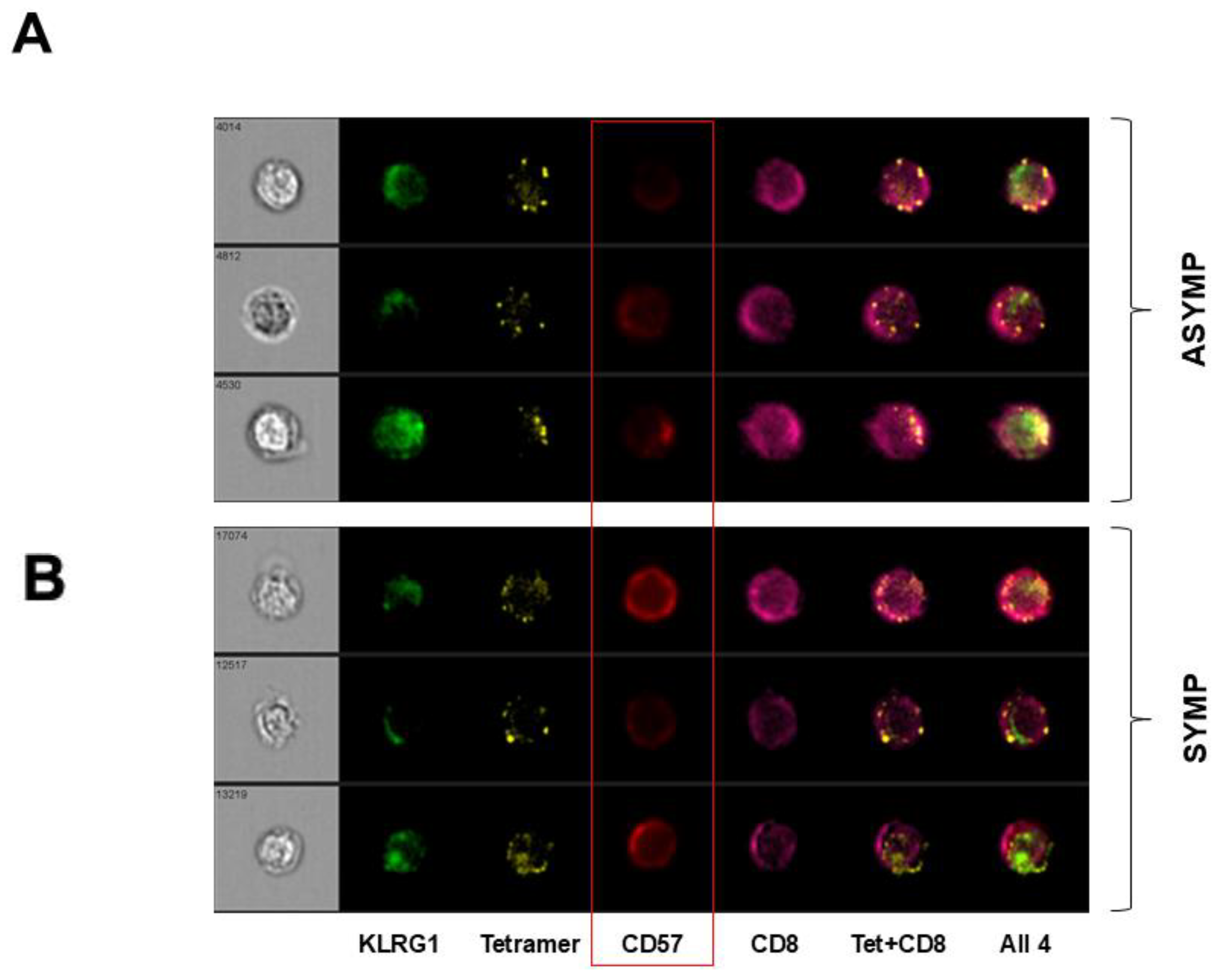 Viruses 17 00606 g003