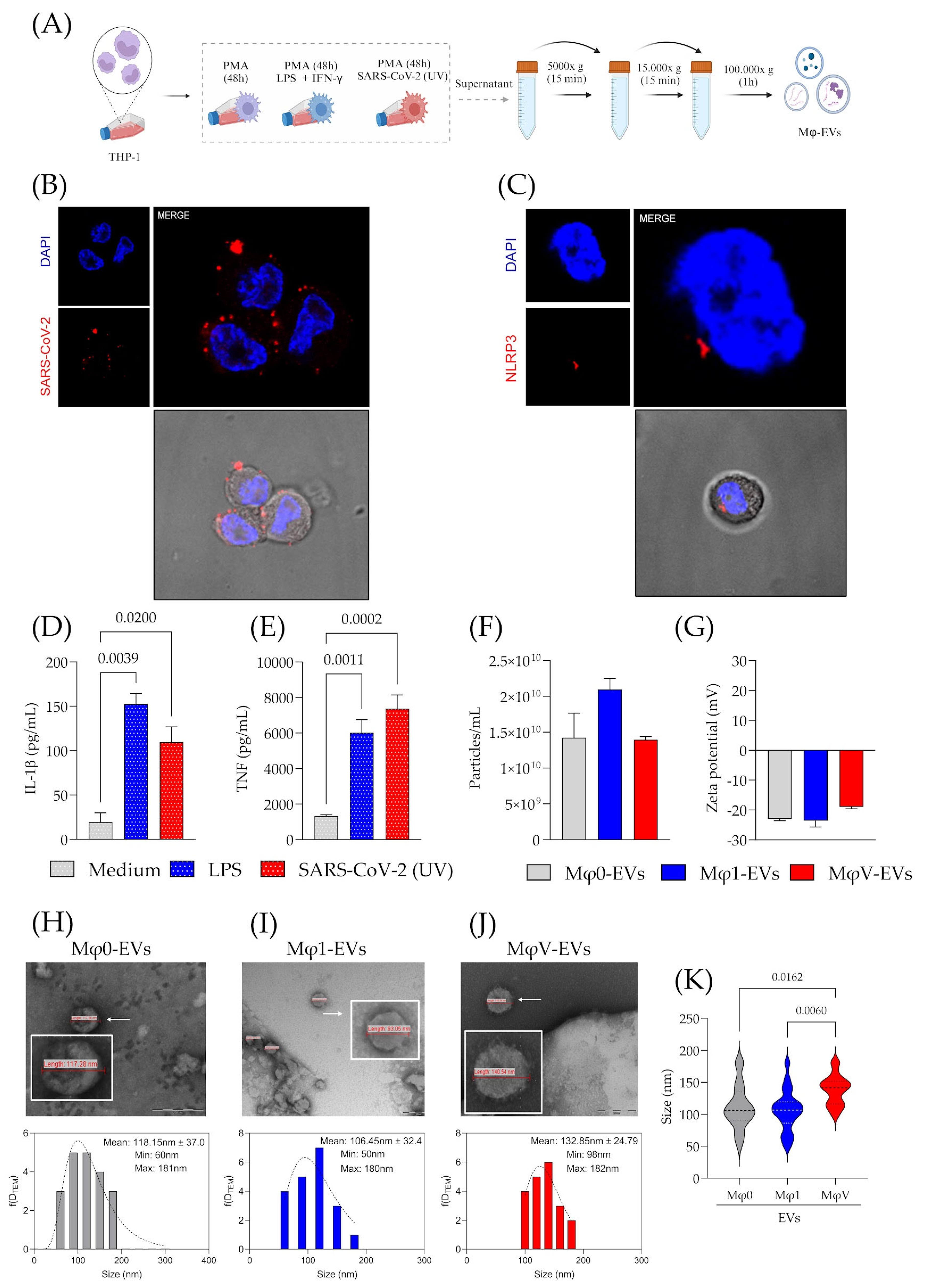 Viruses 17 00610 g001 Viruses 17 00610 g001