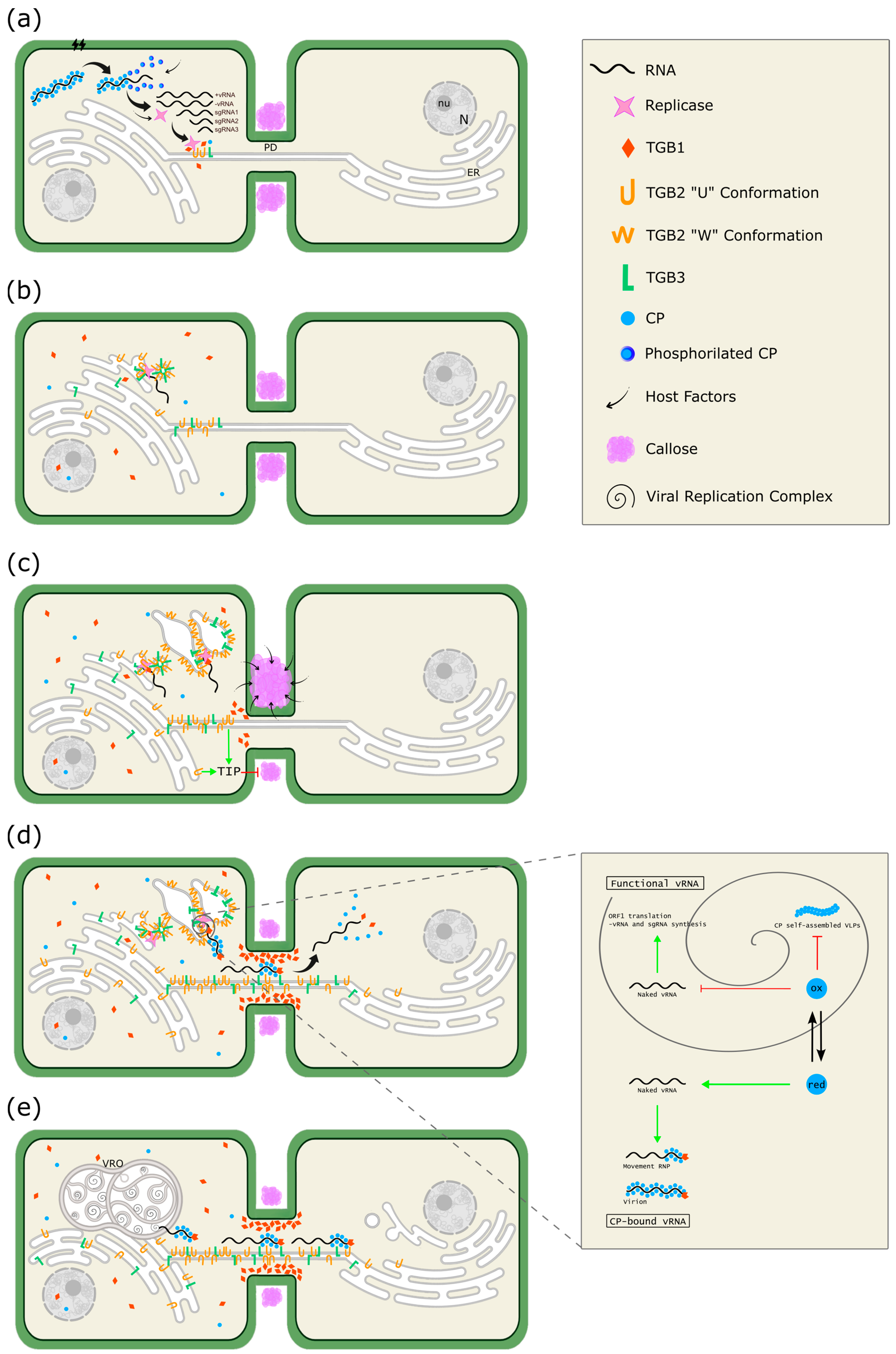 Viruses 17 00611 g008