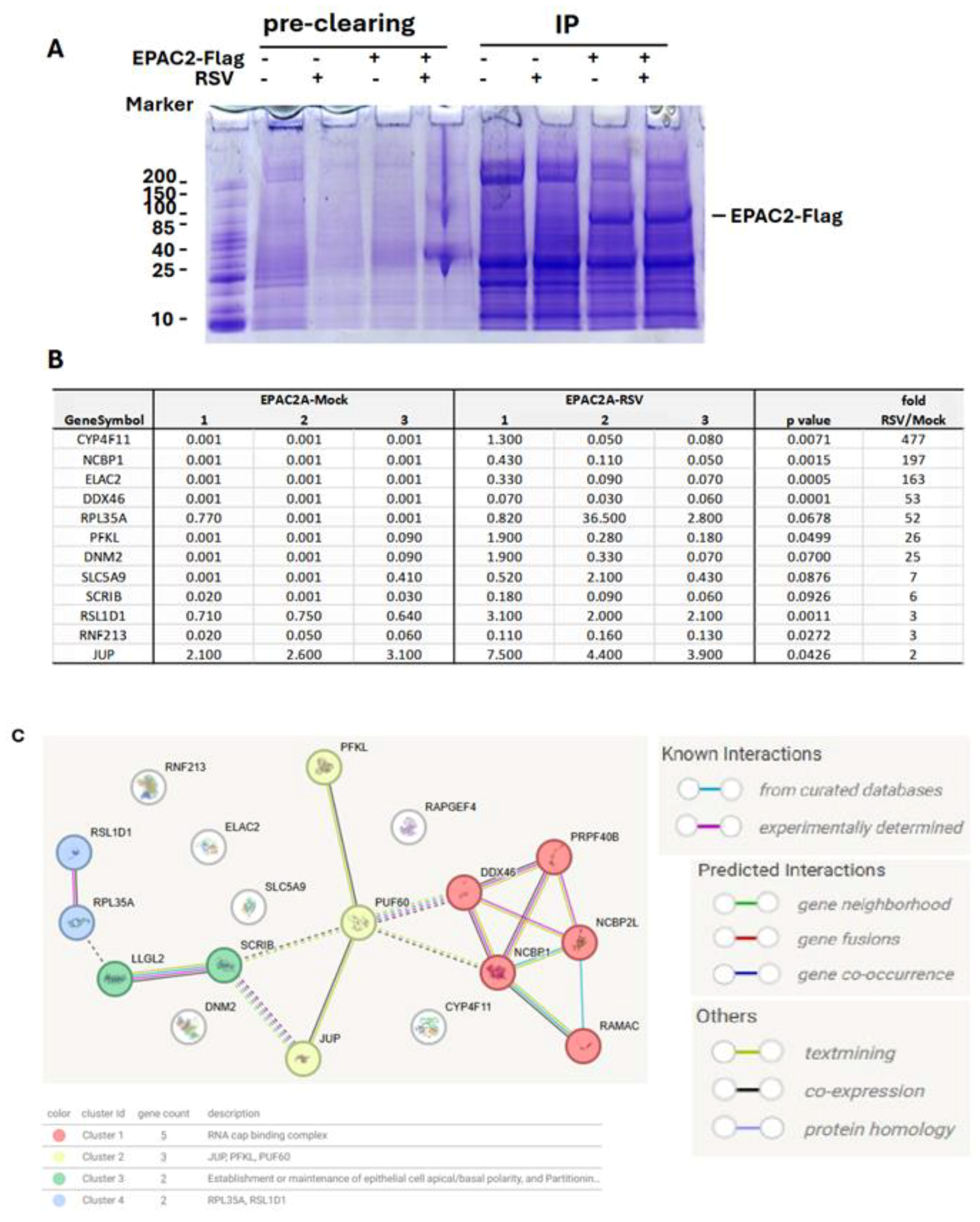 Viruses 17 00627 g001