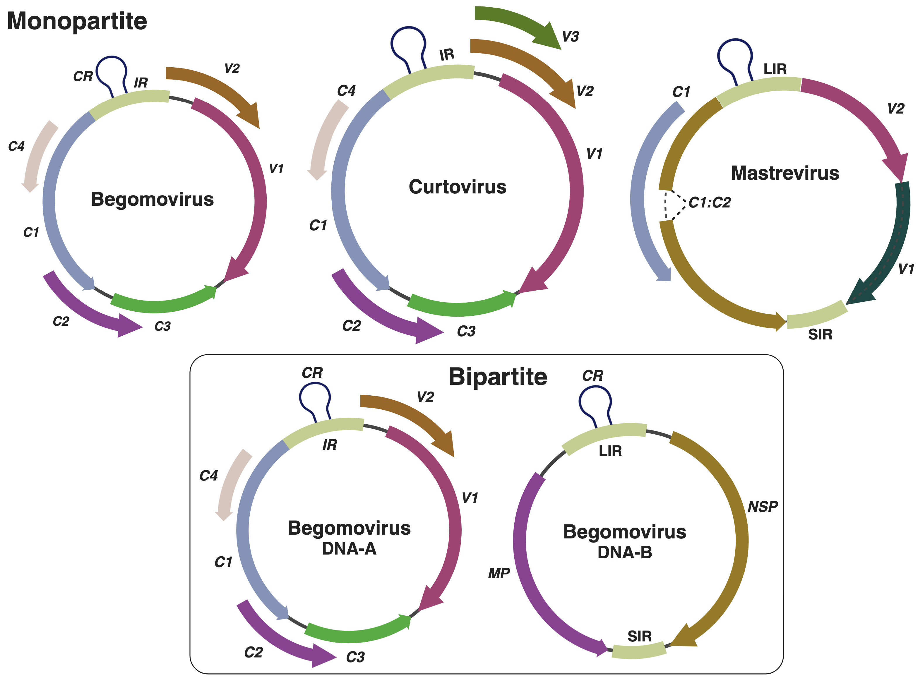 Viruses 17 00631 g001 Viruses 17 00631 g001