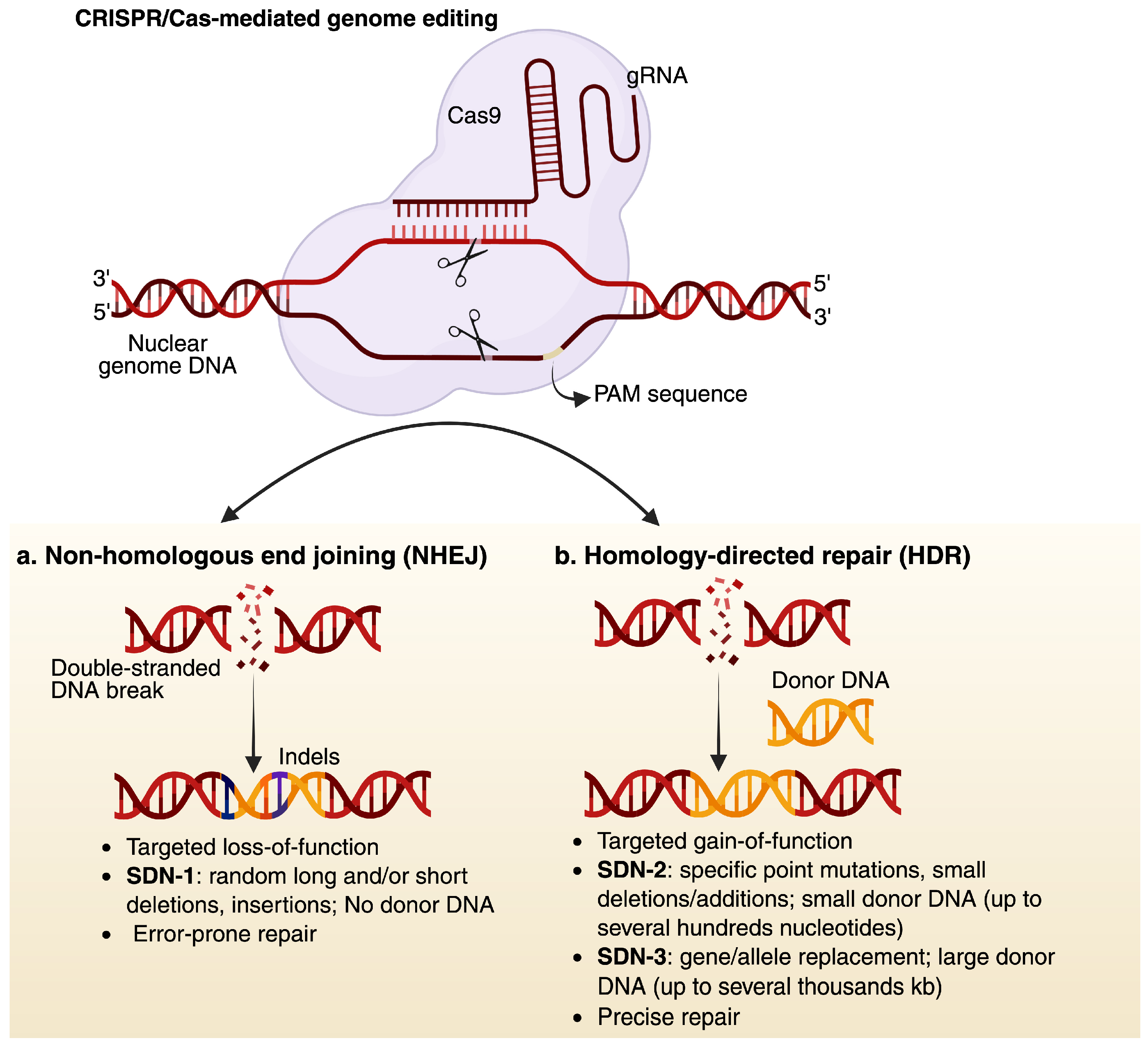 Viruses 17 00631 g002 Viruses 17 00631 g002
