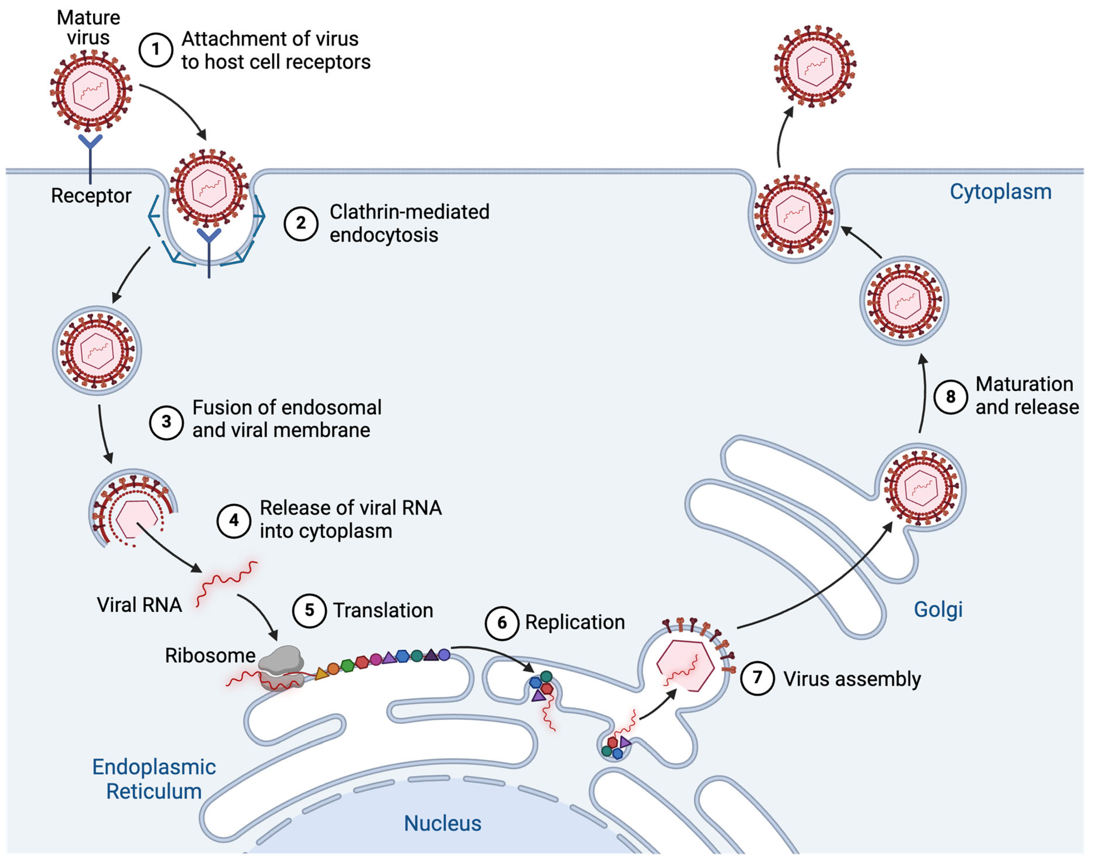 Viruses 17 00847 g002 Viruses 17 00847 g002