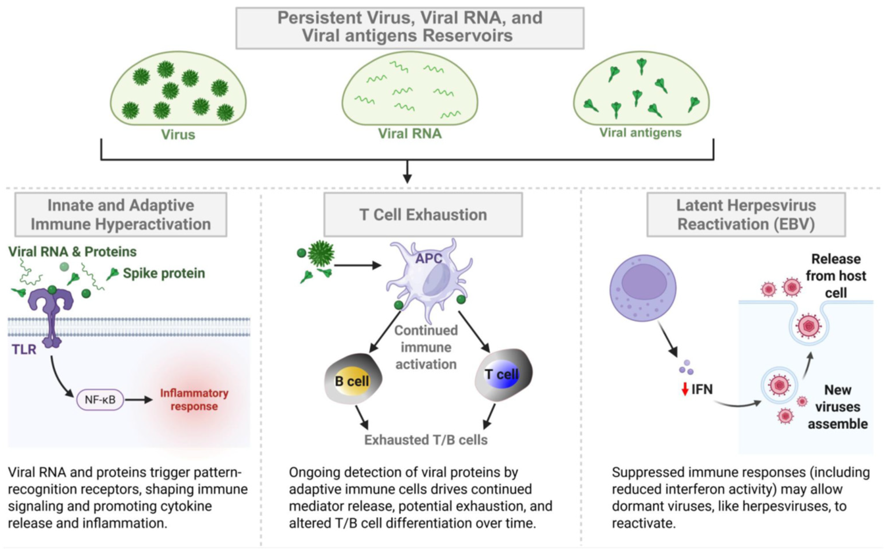 Viruses 17 01310 g002 Viruses 17 01310 g002