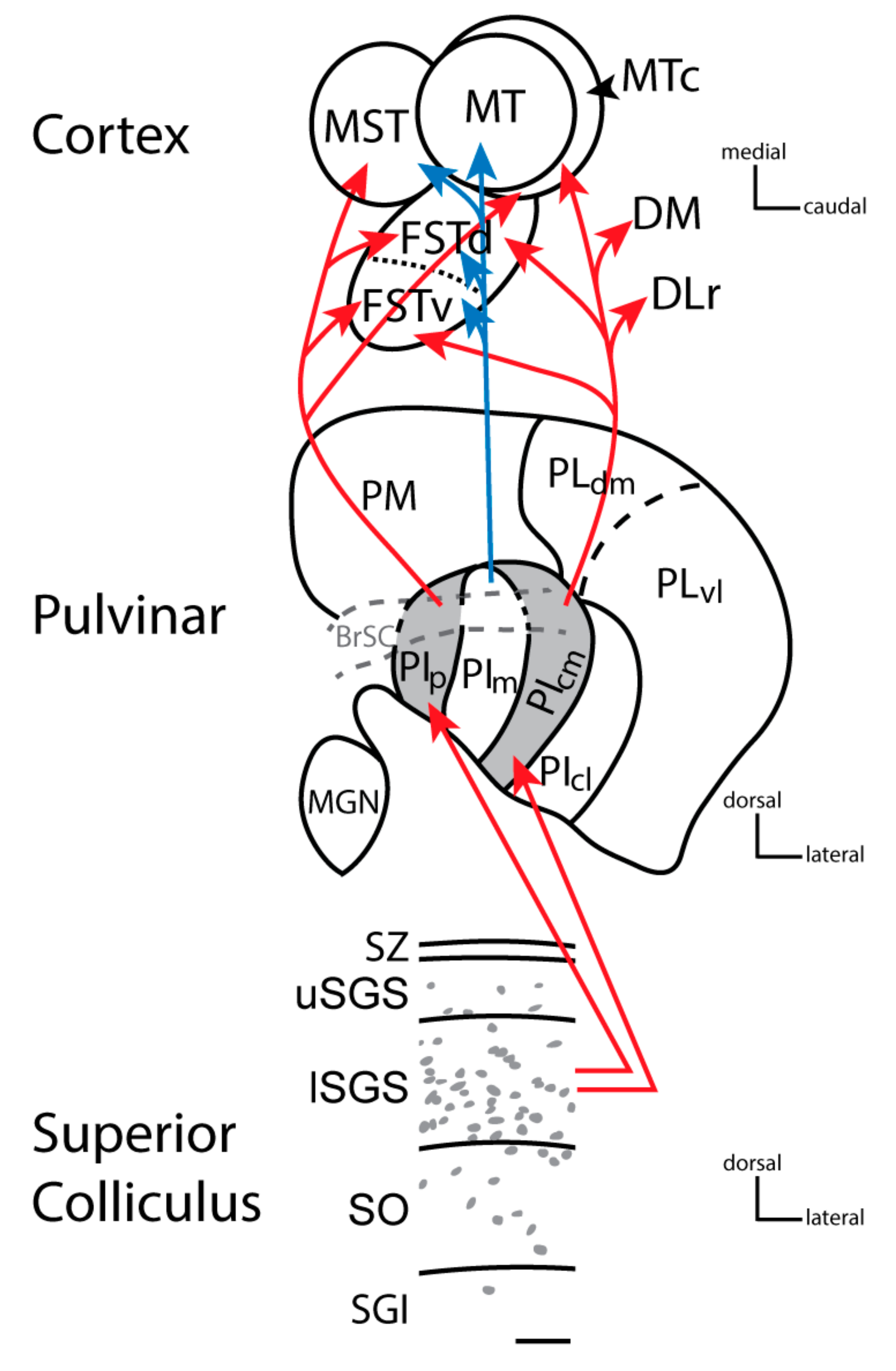 Vision | Free Full-Text | The Evolution of the Pulvinar Complex in ...