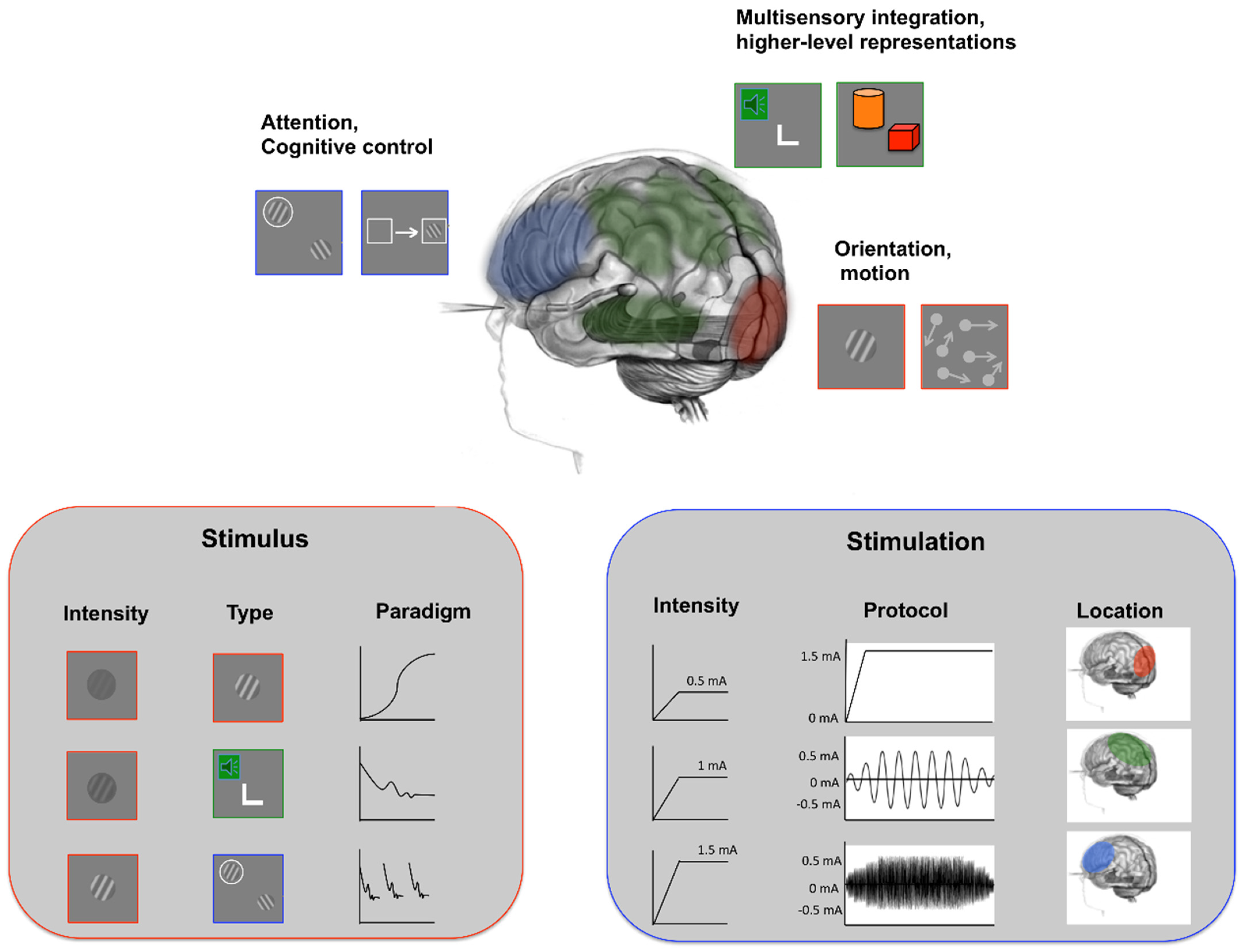 Vision | Free Full-Text | Perspectives on the Combined Use of Electric Brain  Stimulation and Perceptual Learning in Vision