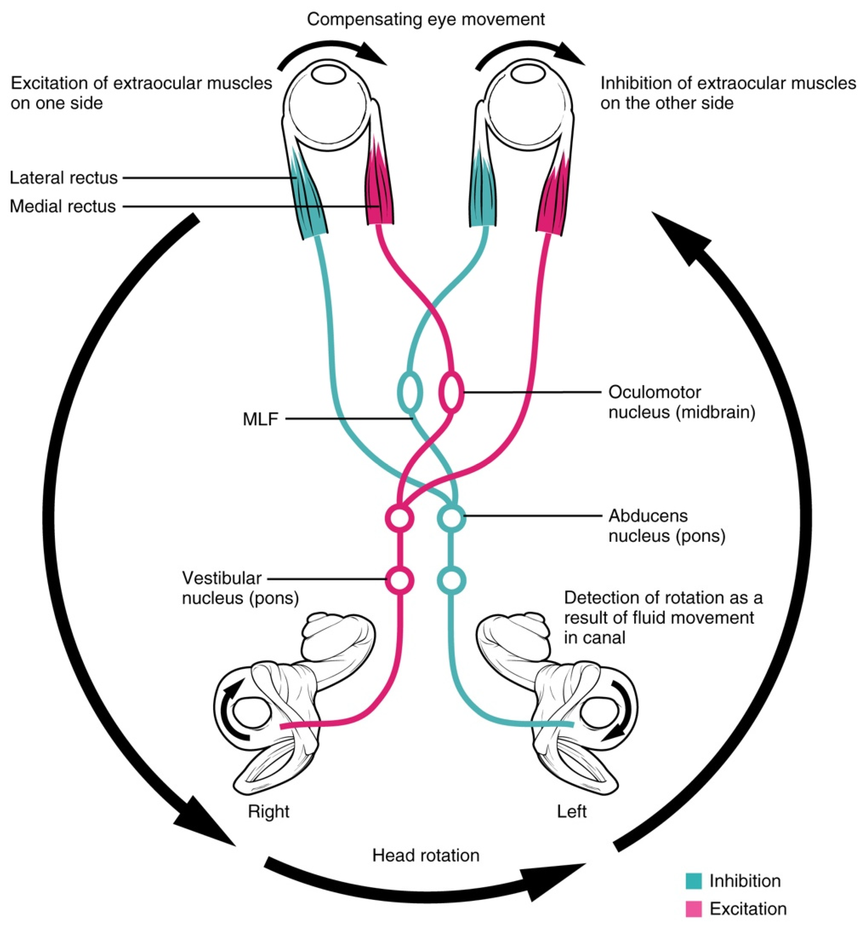 Vision 08 00035 g003
