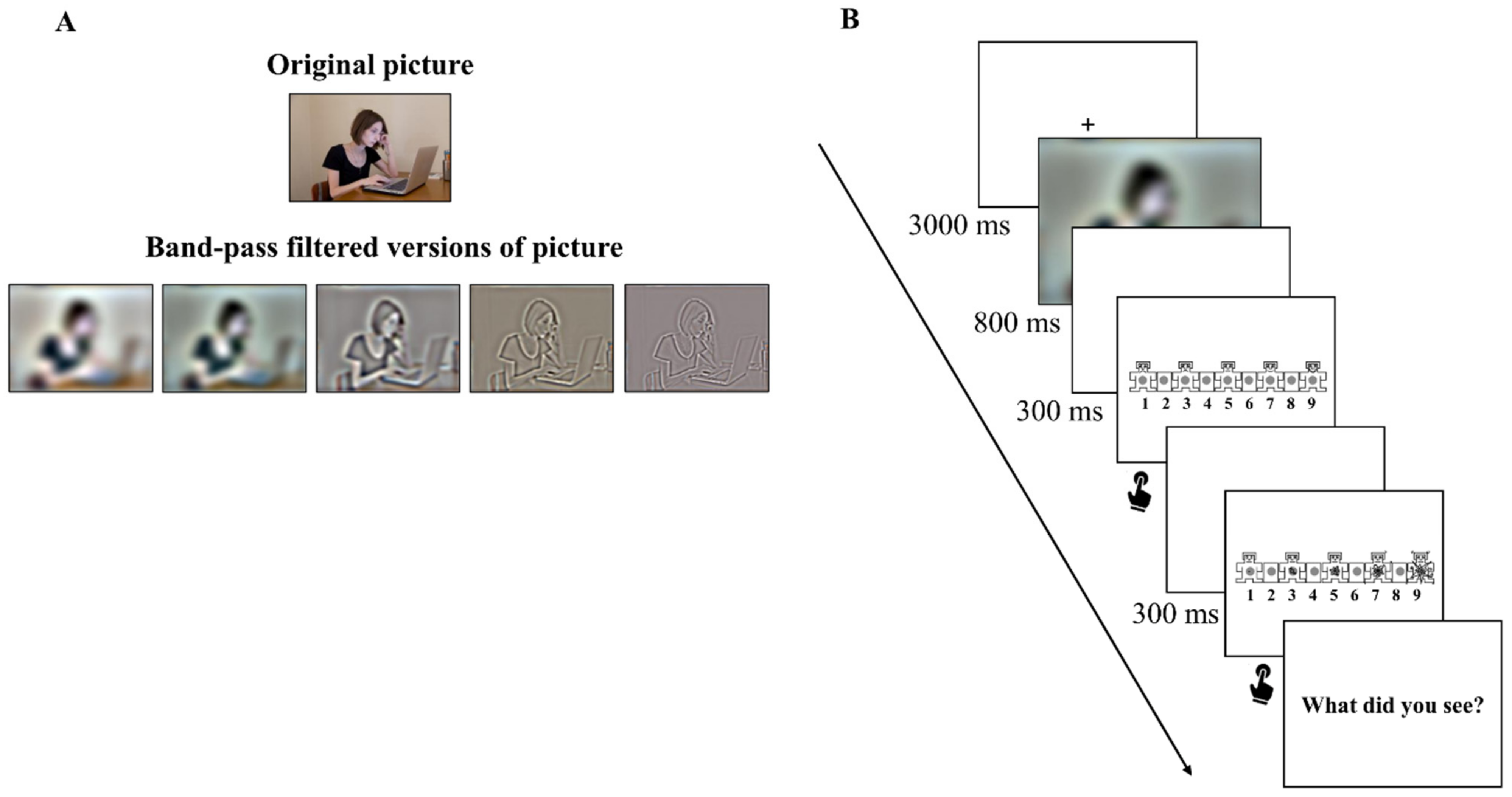 Vision 08 00036 g001 Vision 08 00036 g001
