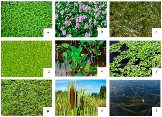 Waste | Free Full-Text | Review on Aquatic Weeds as Potential Source ...