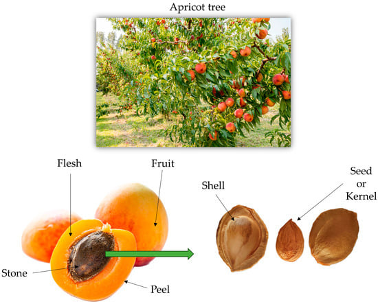How to Increase Apricot Fruit Size: Exploring Apricot Fruit Growth  Optimization