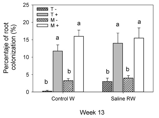 Water Free Full Text Influence Of Mixed Substrate And Arbuscular Mycorrhizal Fungi On Photosynthetic Efficiency Nutrient And Water Status And Yield In Tomato Plants Irrigated With Saline Reclaimed Waters Html
