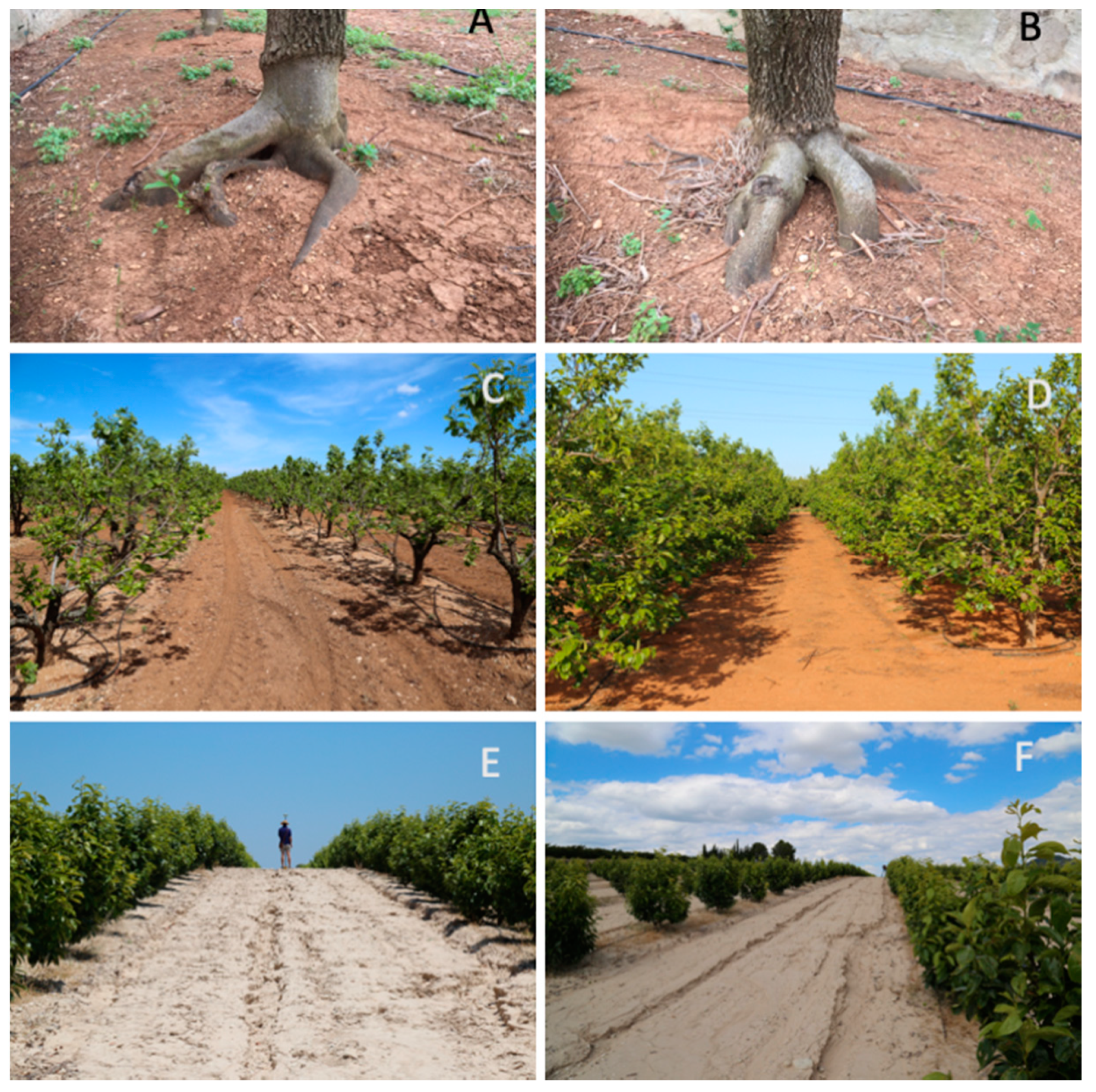 Water | Free Full-Text | Tillage Versus No-Tillage. Soil Properties and  Hydrology in an Organic Persimmon Farm in Eastern Iberian Peninsula | HTML