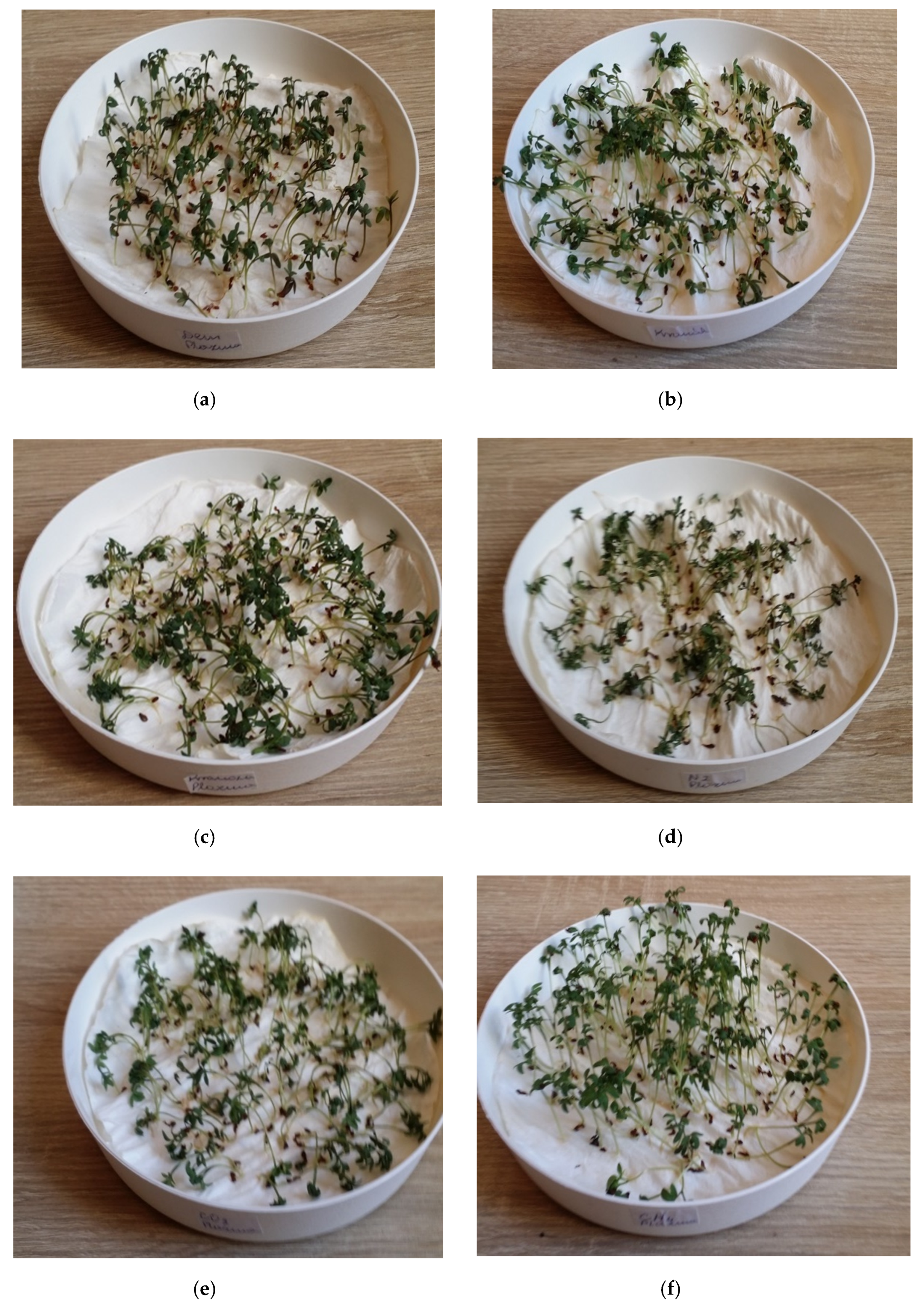 Education Zone, How To Grow Salad Cress