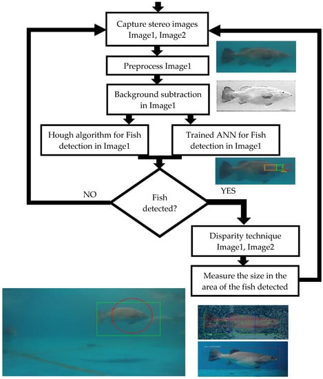 Figure 3 from Estimating fish weight based on visual captured