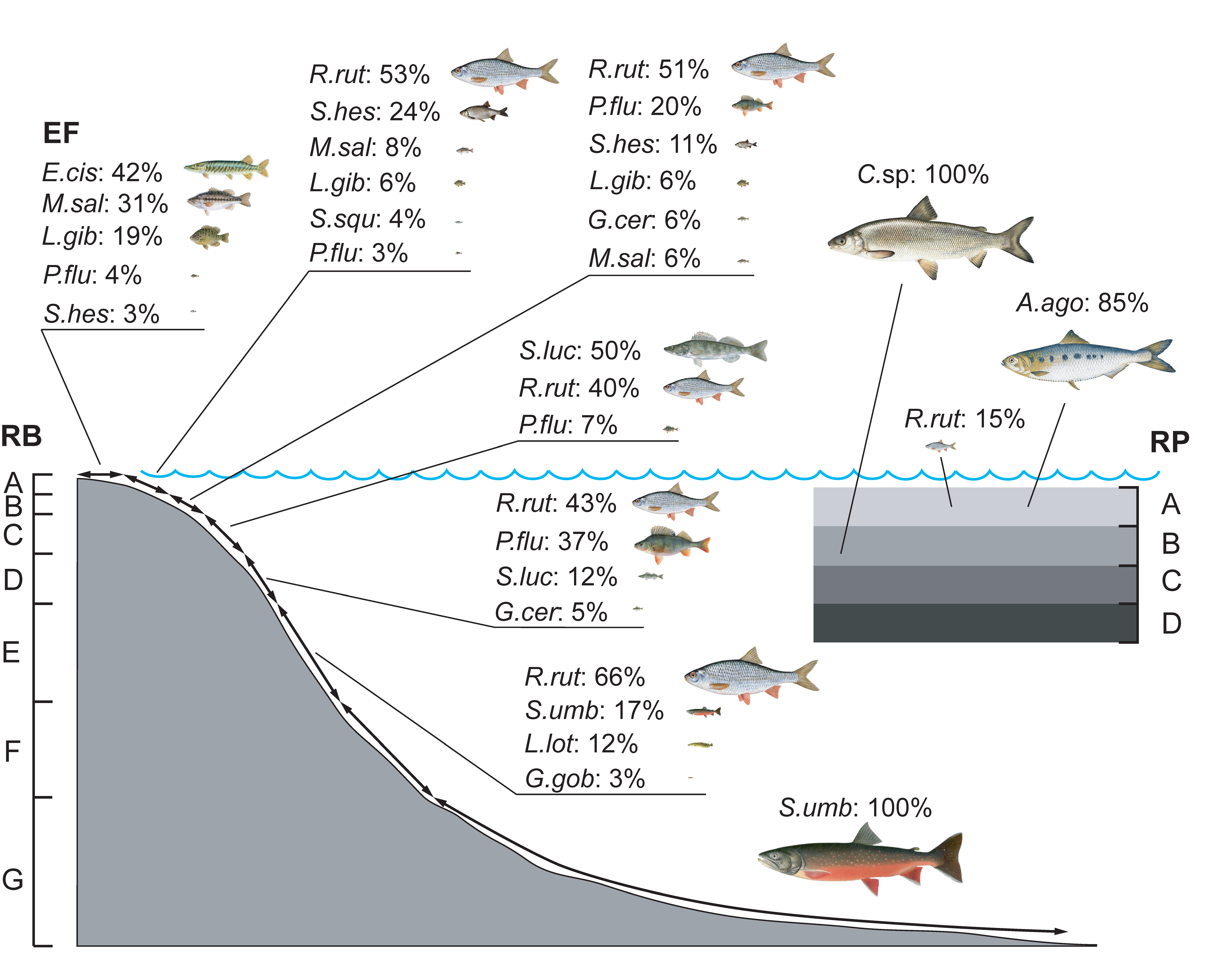 Water Free Full Text Trophic Niches Trophic Positions And Niche Overlaps Between Non Native And Native Fish Species In A Subalpine Lake Html
