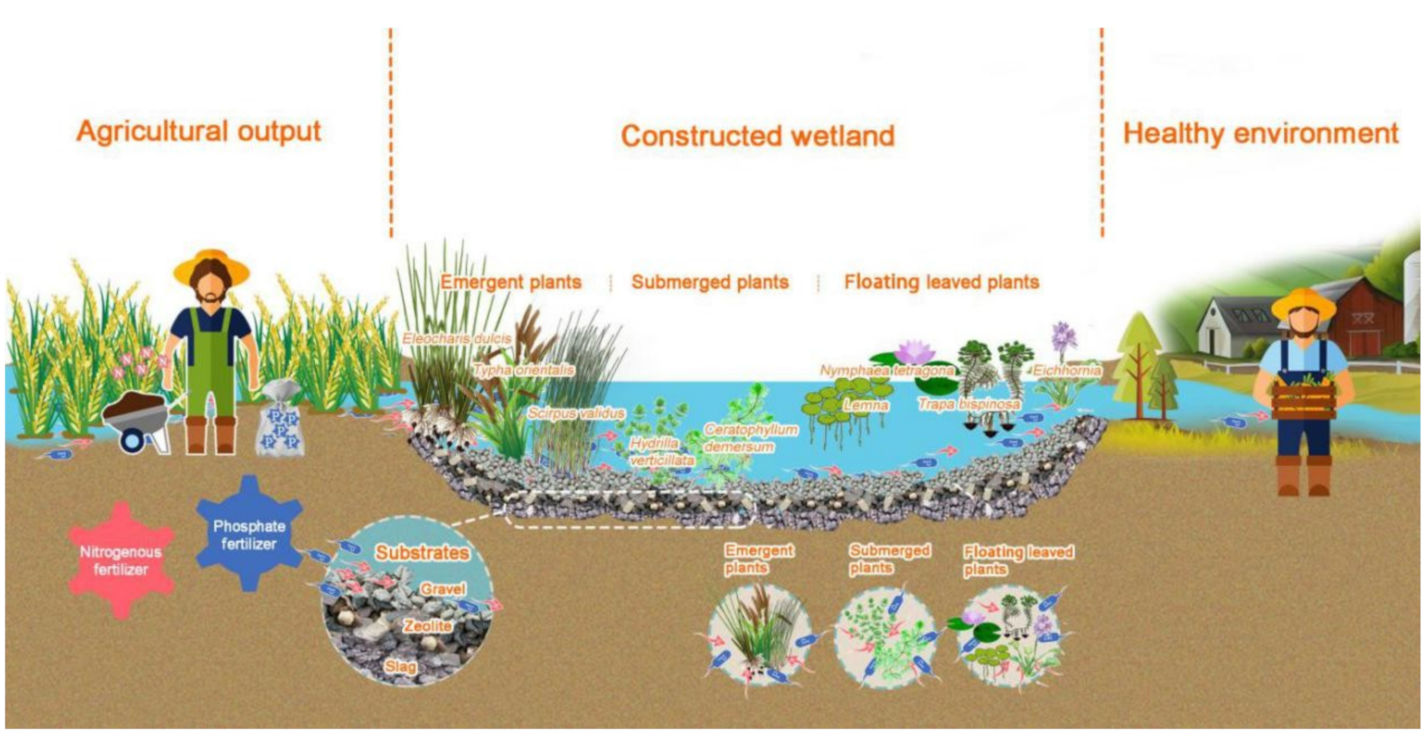 TOP 5 applications of Seashells – Morgan Agro