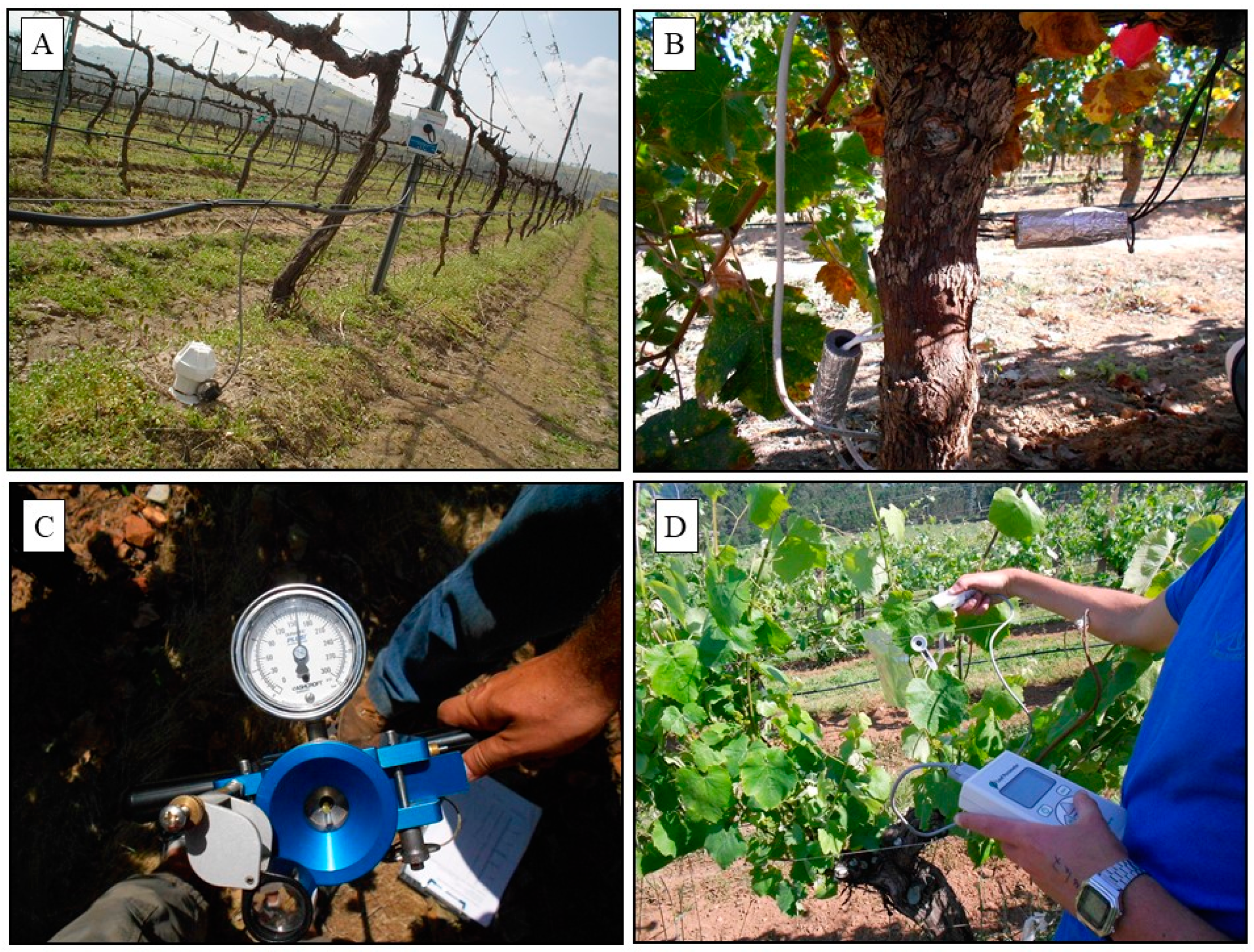 Warmer California Winters May Fuel Grapevine-Killing Pierce's Disease -  Inside Climate News