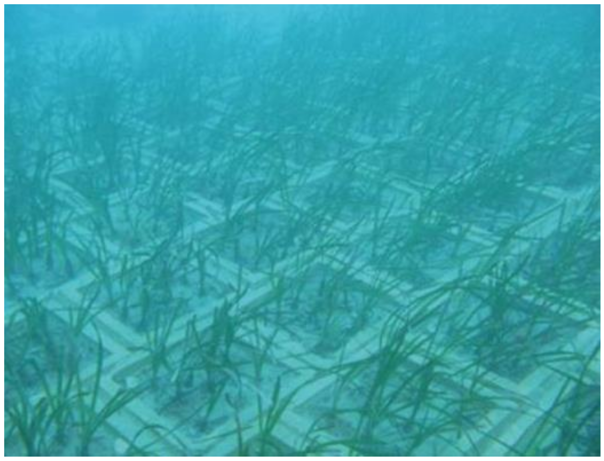 Water | Free Full-Text | Restoration of Seagrass Meadows in the  Mediterranean Sea: A Critical Review of Effectiveness and Ethical Issues |  HTML