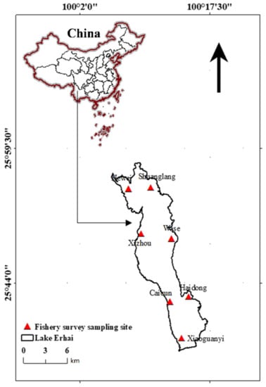 Water | Free Full-Text | Fish Assemblage Shift after Japanese Smelt  (Hypomesus nipponensis McAllister, 1963) Invasion in Lake Erhai, a  Subtropical Plateau Lake in China