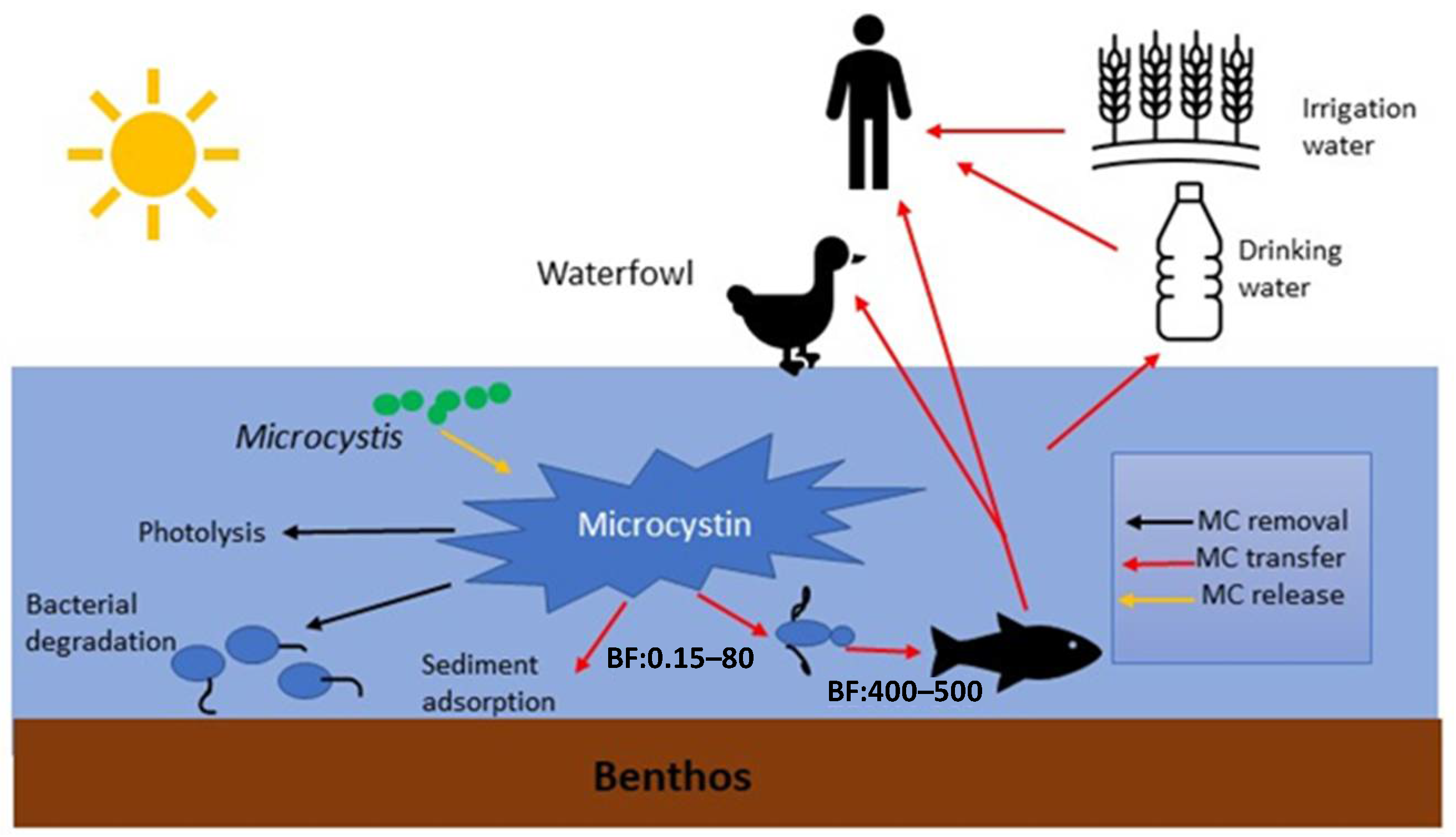 Water | Free Full-Text | A Brief Review of the Structure, Cytotoxicity,  Synthesis, and Biodegradation of Microcystins | HTML
