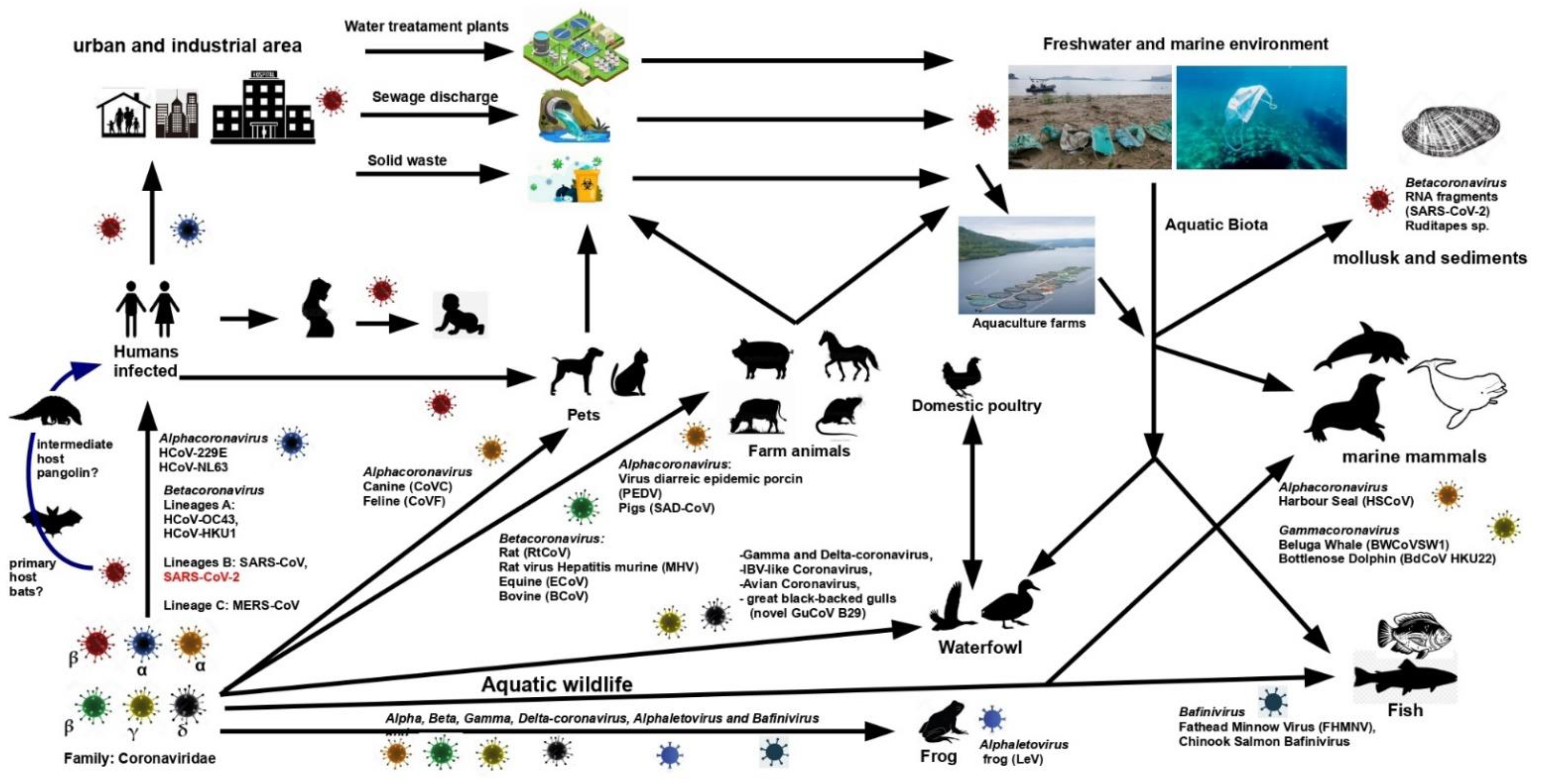 Water Free Full Text Aquatic Biota Is Not Exempt From Coronavirus Infections An Overview