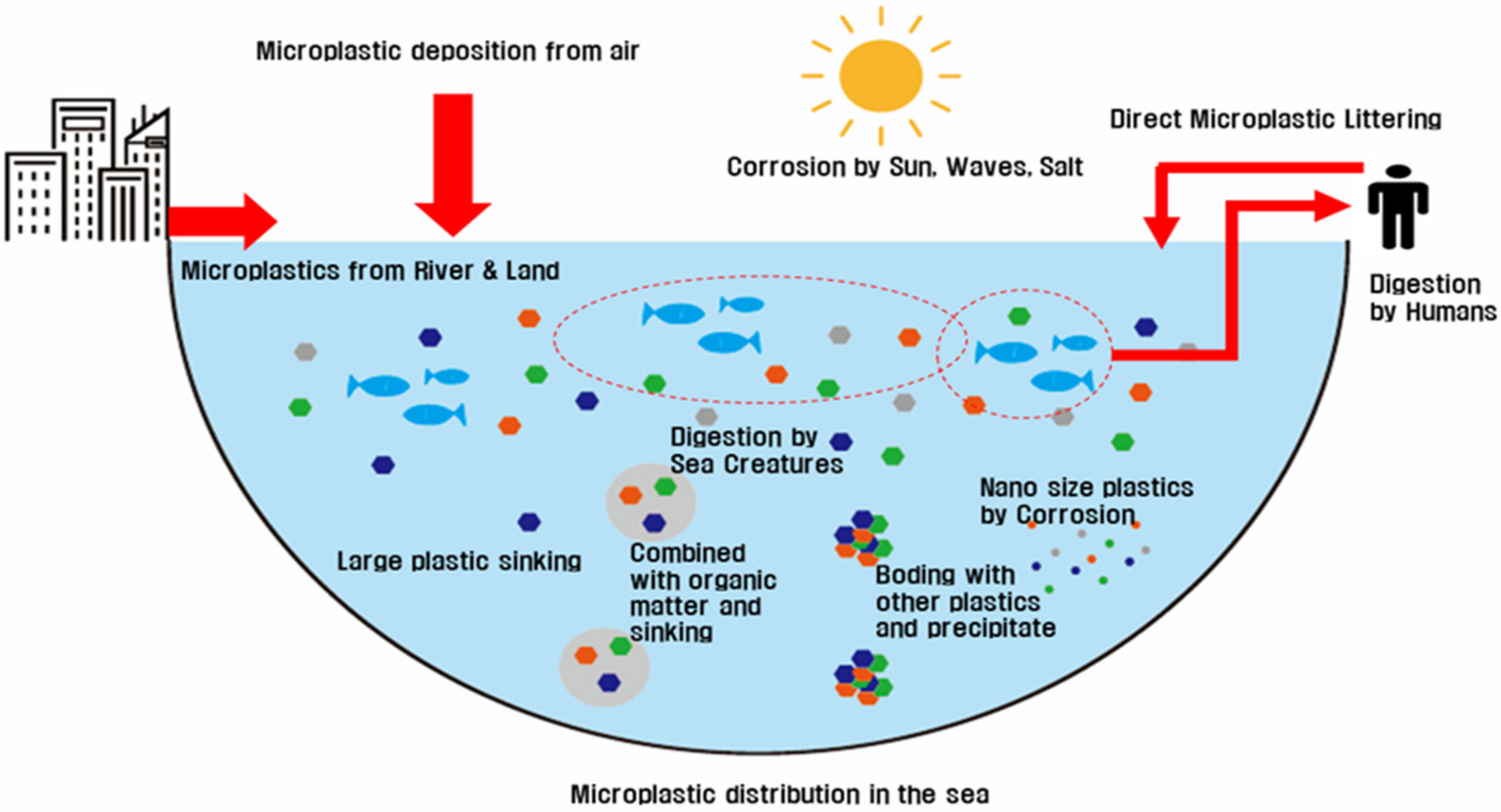 Effects of microplastics and nanoplastics in shrimp: Mechanisms of plastic  particle and contaminant distribution and subsequent effects after uptake -  ScienceDirect