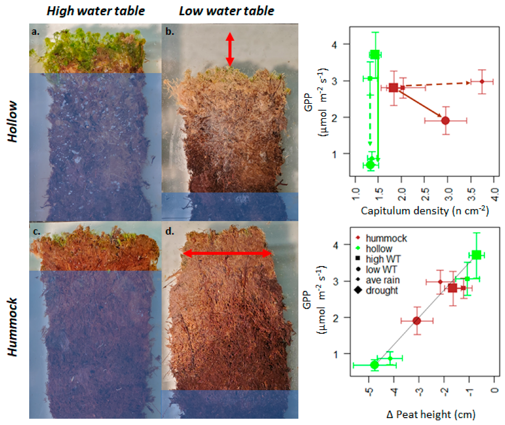 sphagnum moss, peat moss, bog moss, hummocks, mounds, swamp, bog