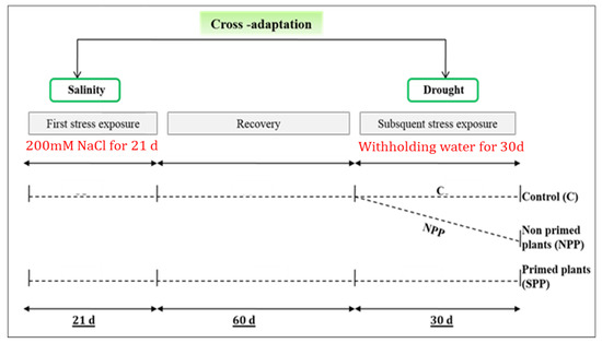 Water | Free Full-Text | Cross-Priming Approach Induced Beneficial  Metabolic Adjustments and Repair Processes during Subsequent Drought in  Olive