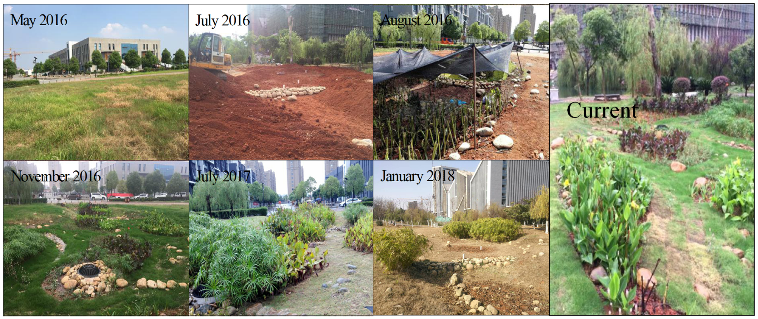 How Rain Gardens Complement Climate Victory Gardens - Dengarden