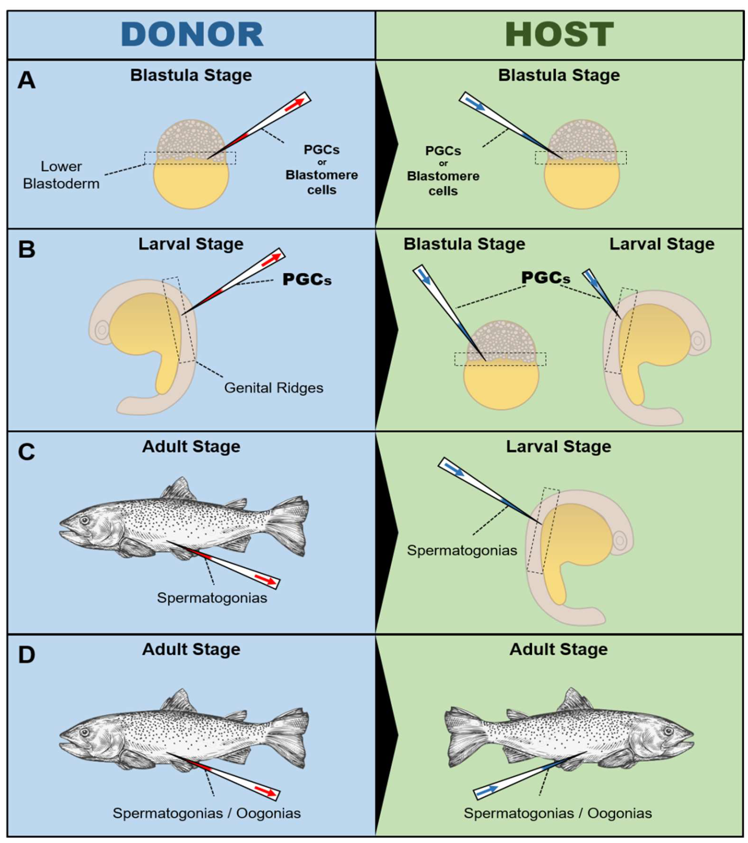 Water | Free Full-Text | Climate Change and Reproductive Biocomplexity in  Fishes: Innovative Management Approaches towards Sustainability of  Fisheries and Aquaculture